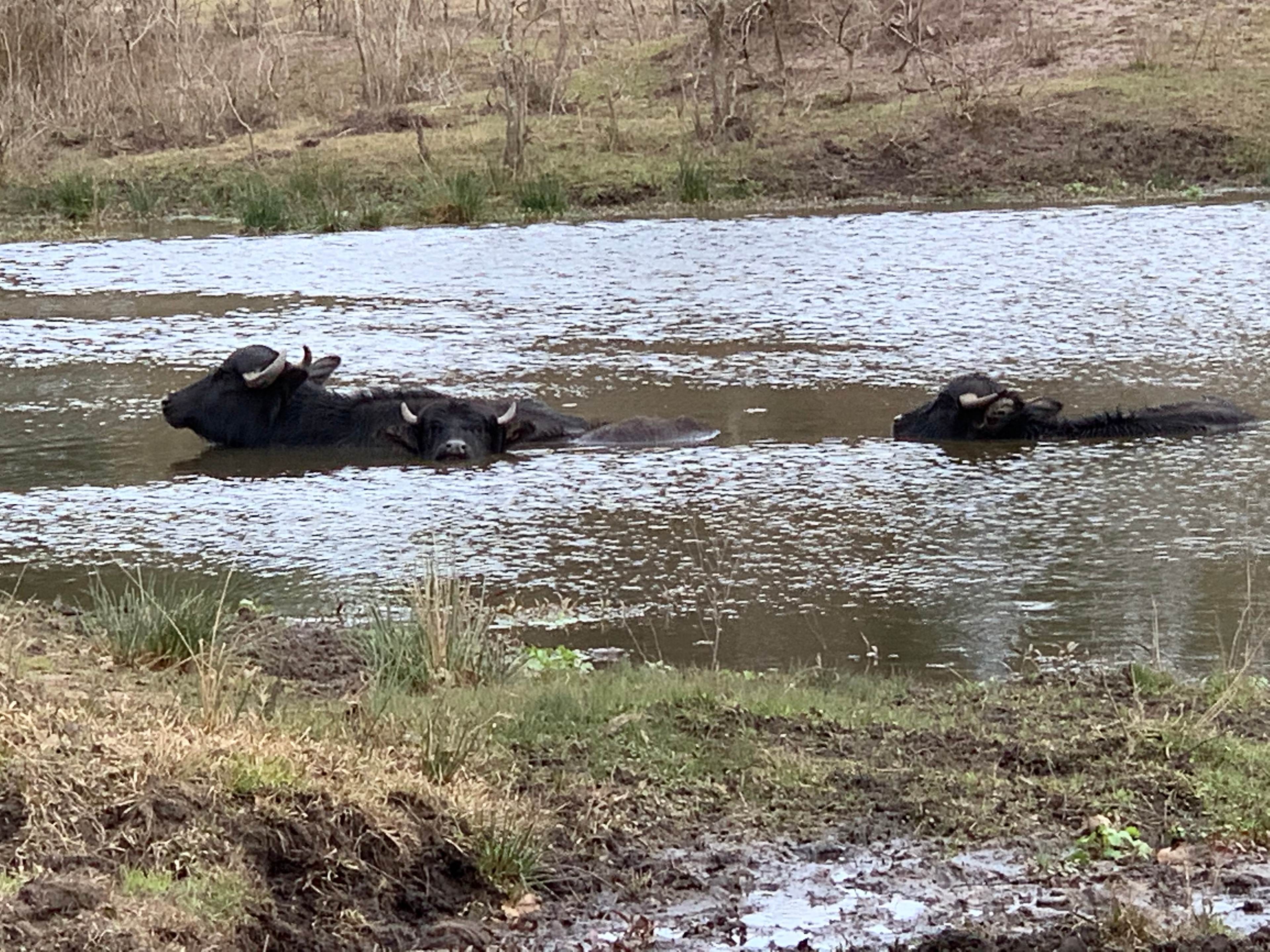 Hanscombe Point Plantation