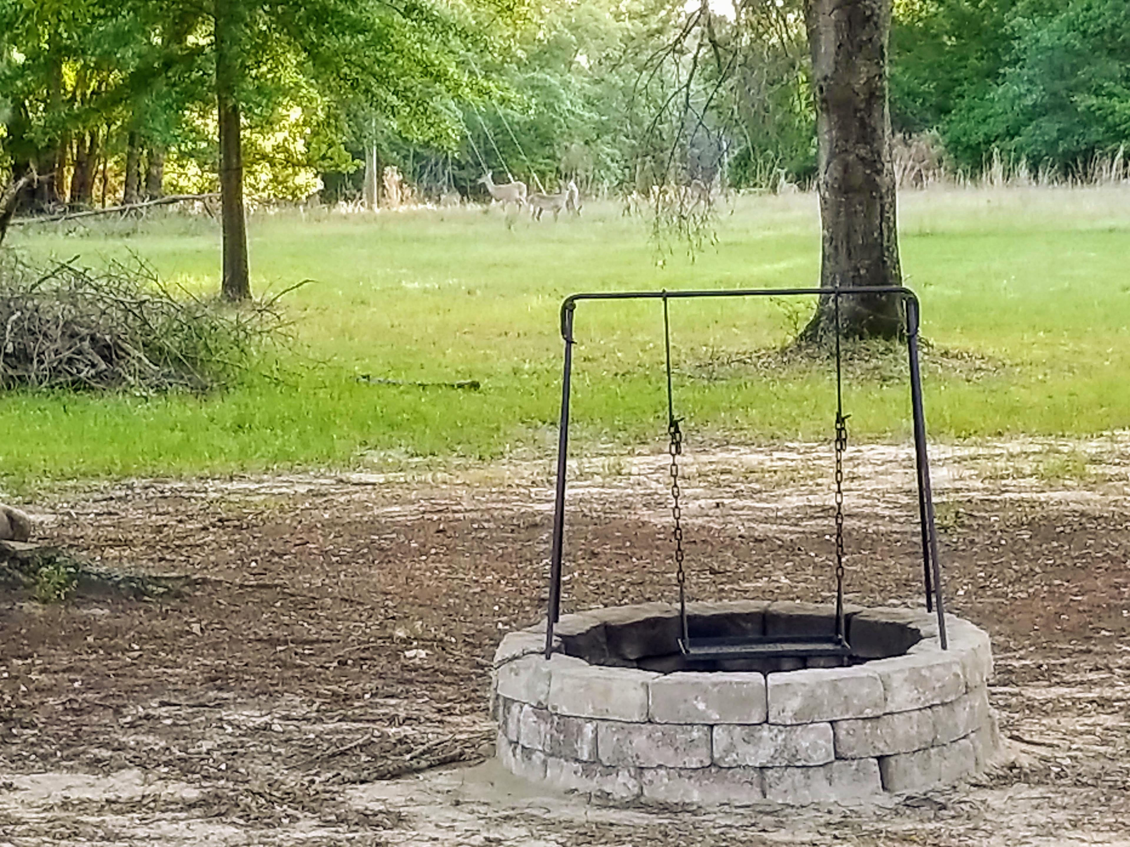 Watching deer from the campsite. There are 6 deer in the background.
