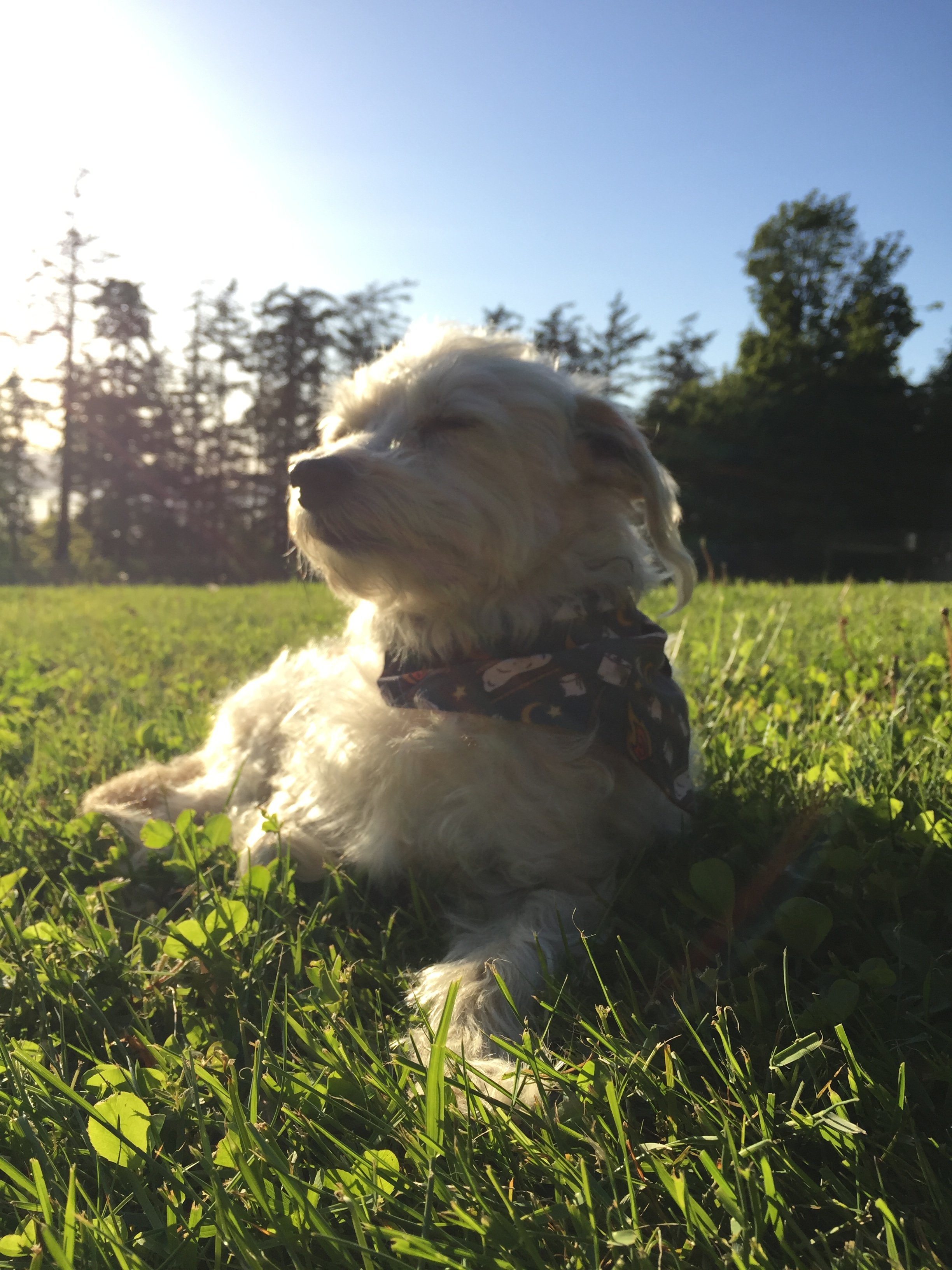 Our pup loved the open field. 