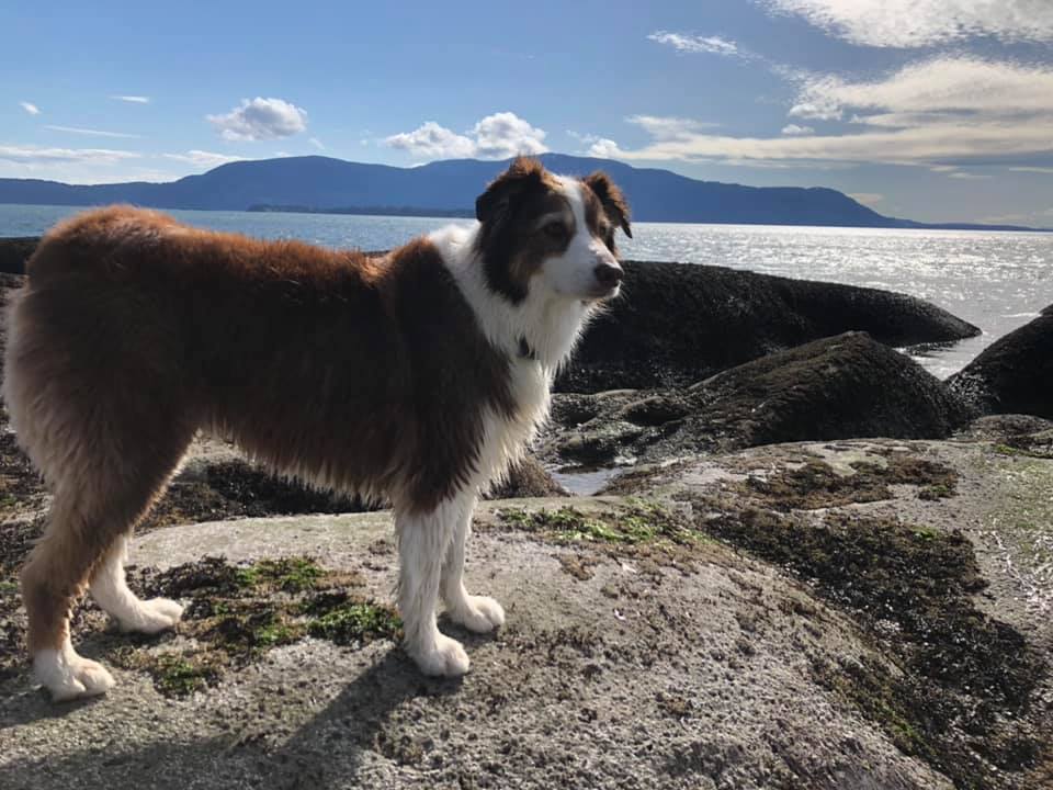 Our Aussie at the beach - five minute walk from the camp.  We love this space, and highly recommend it.
