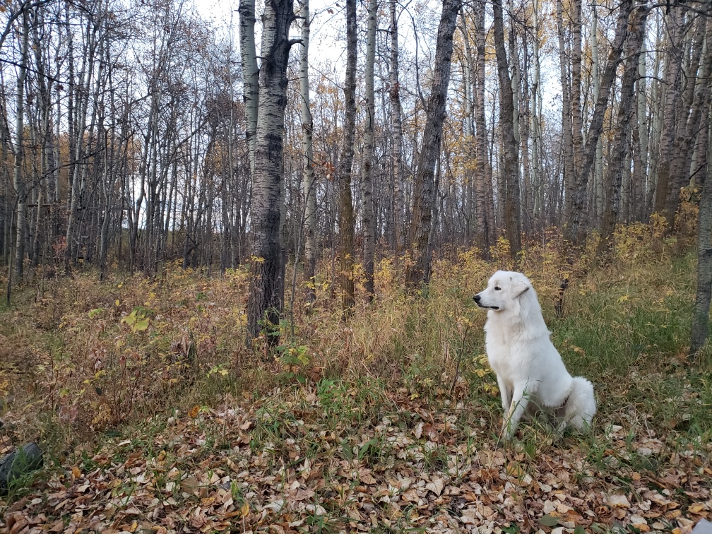 Trees, Grassland Trails and Hills