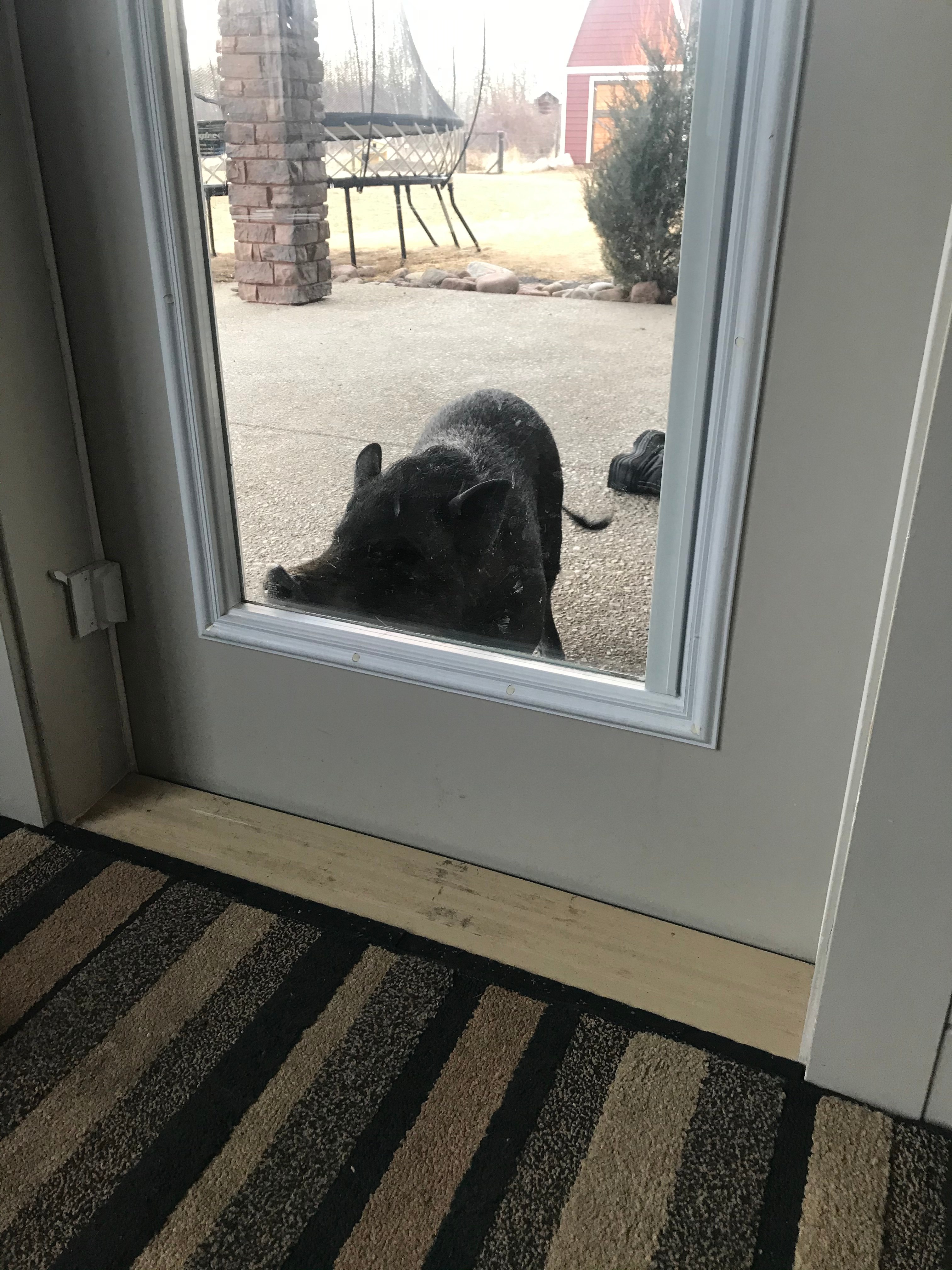 Trees, Grassland Trails and Hills