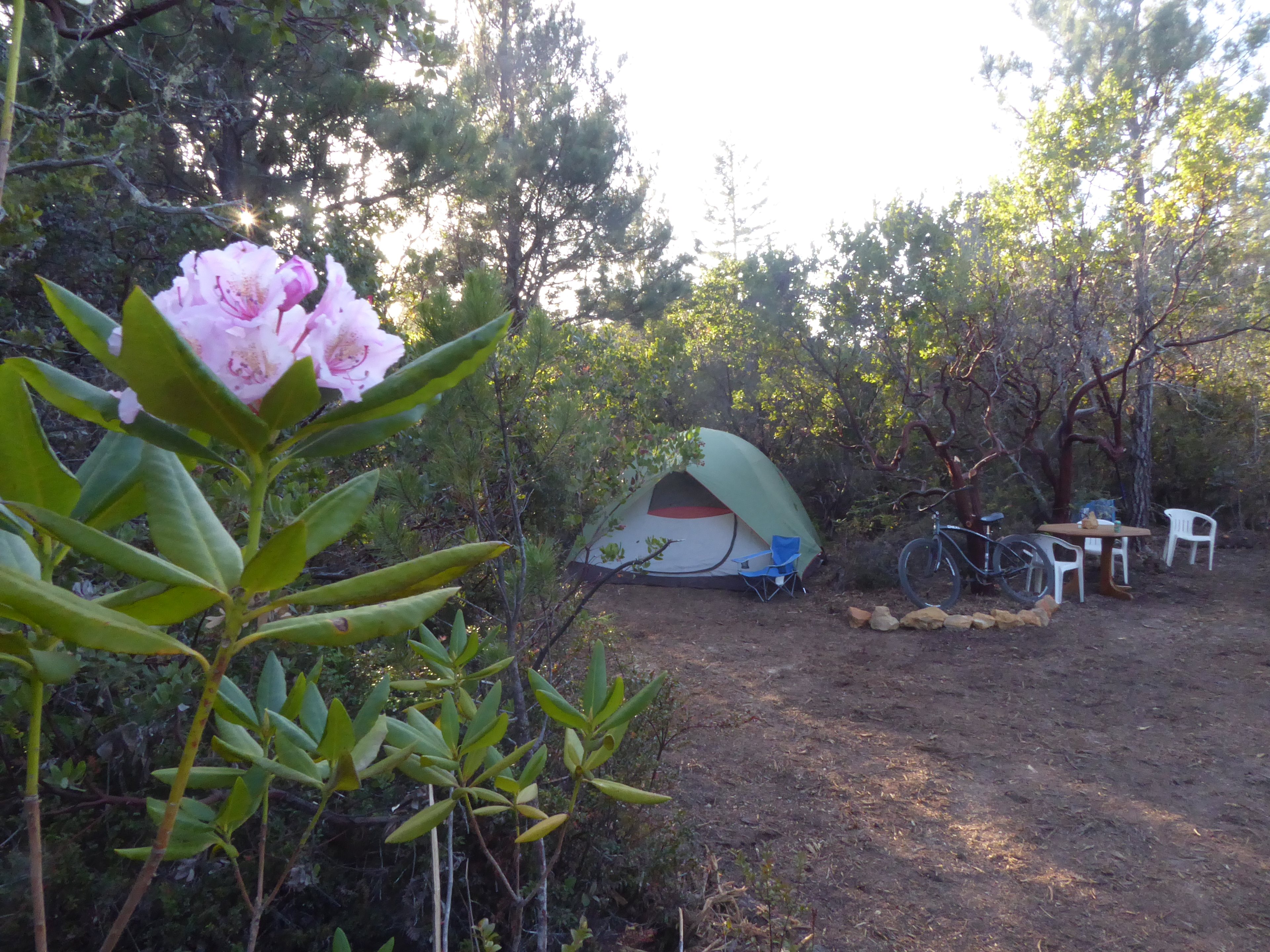 Private sunny forest near the coast