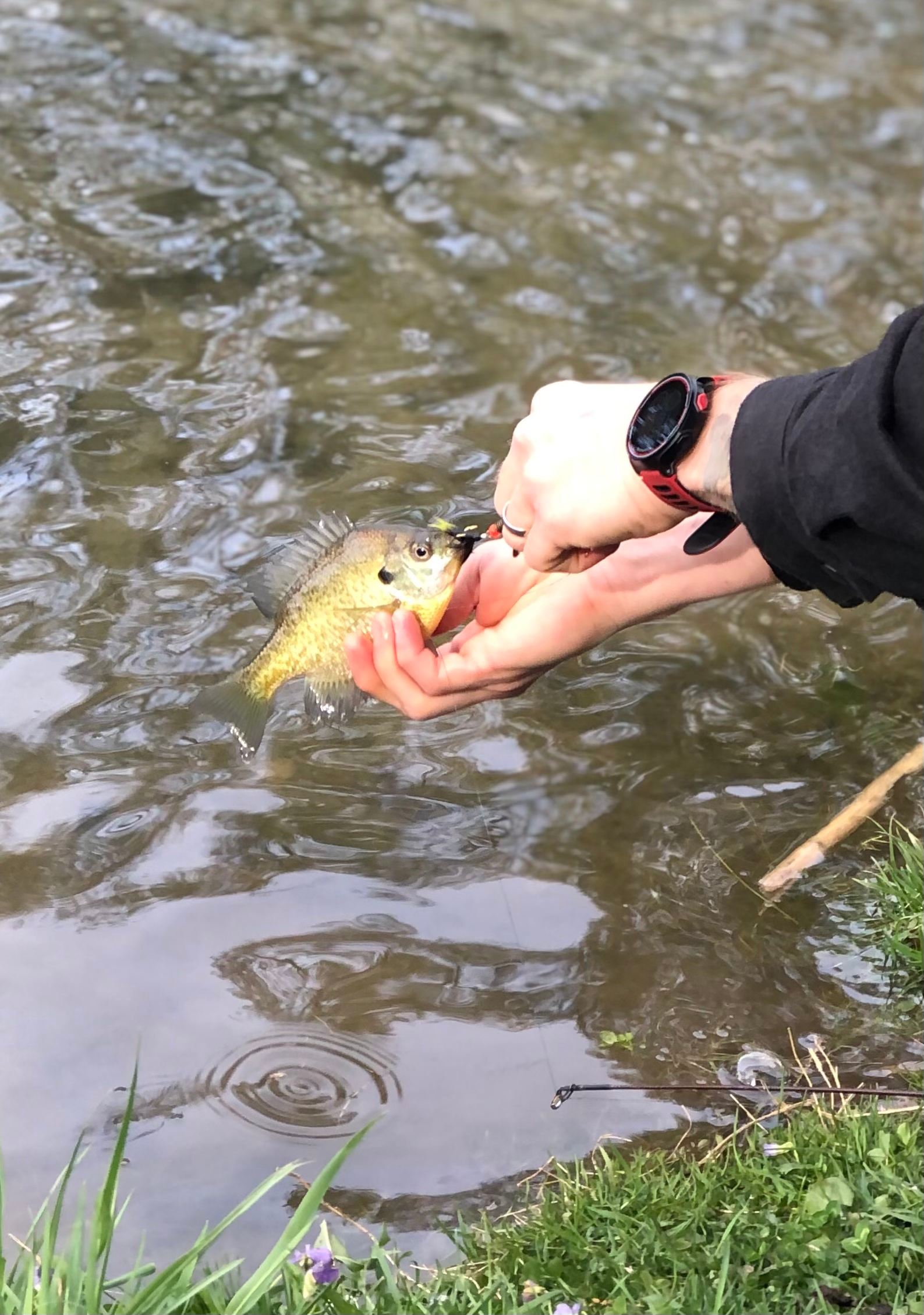 Fish