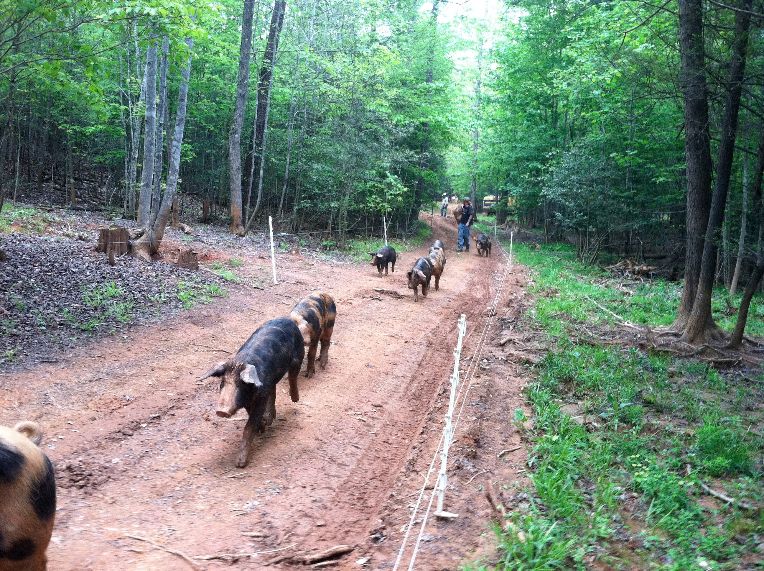 The Sanctuary at RockHouseFarm