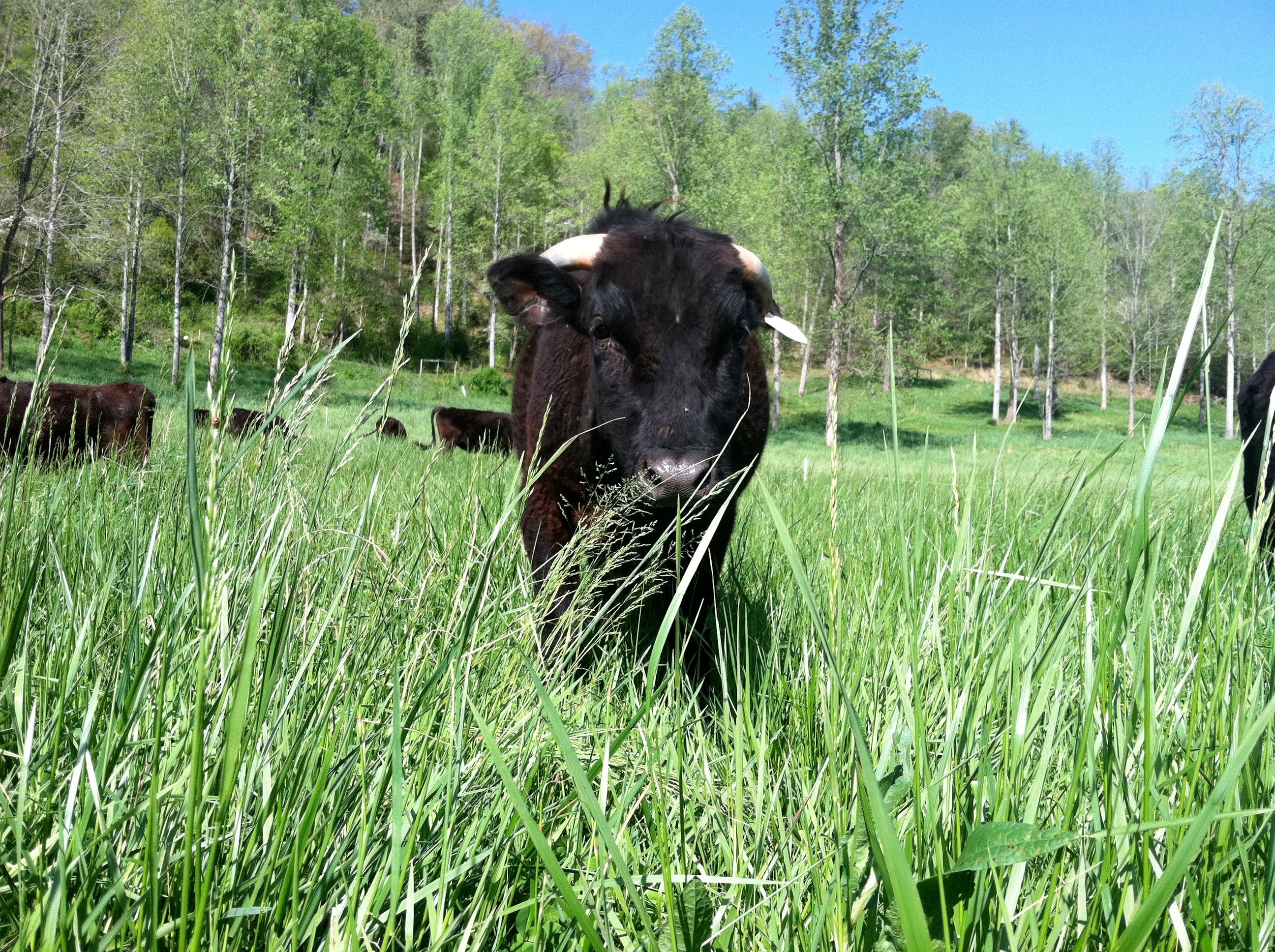The Sanctuary at RockHouseFarm