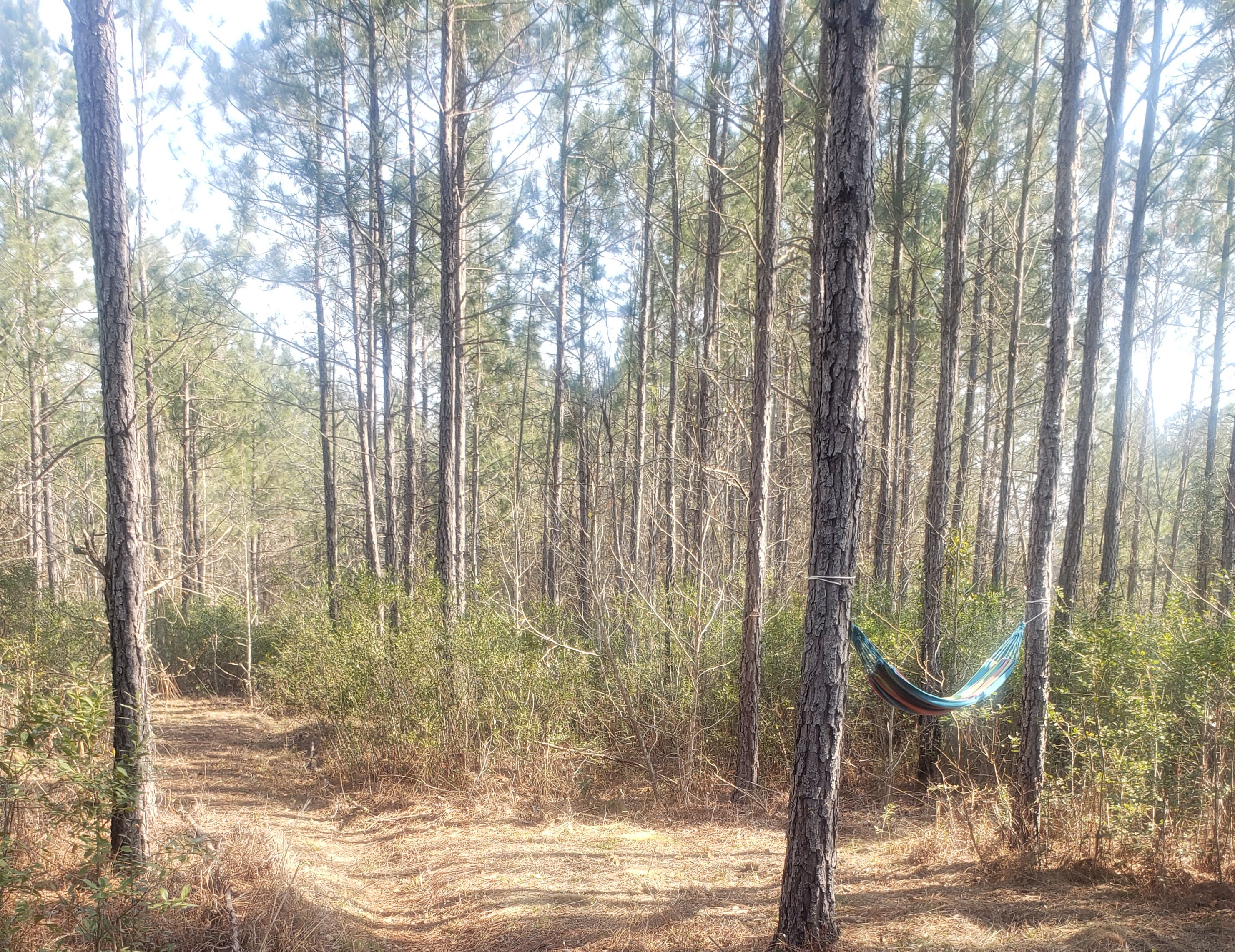 Harvester of Healing