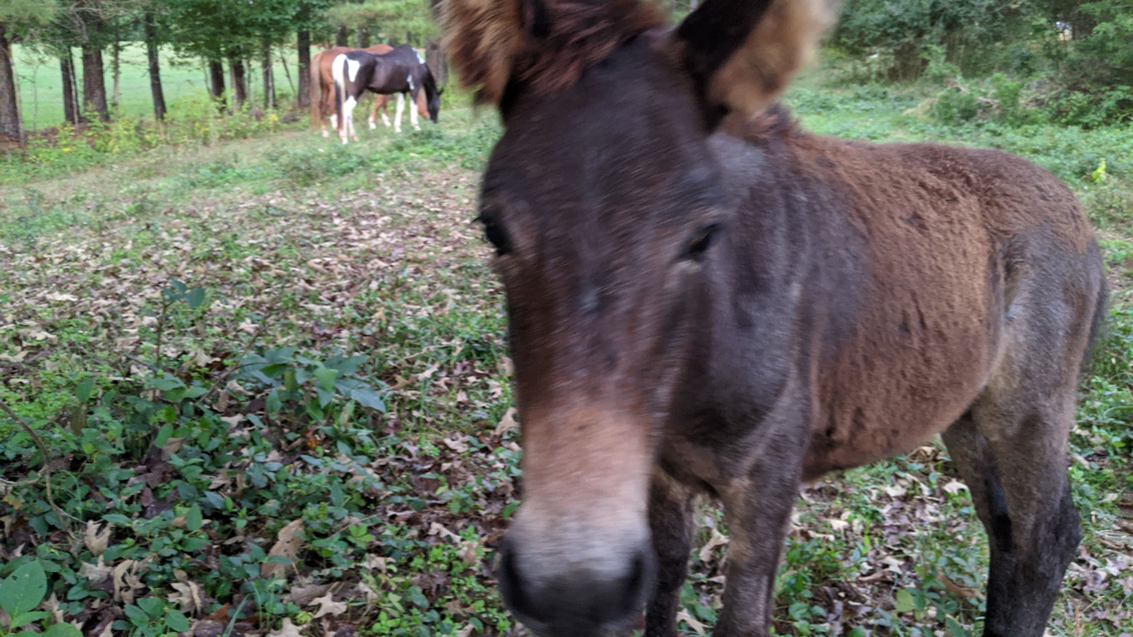 Oak Creek Horse Farm