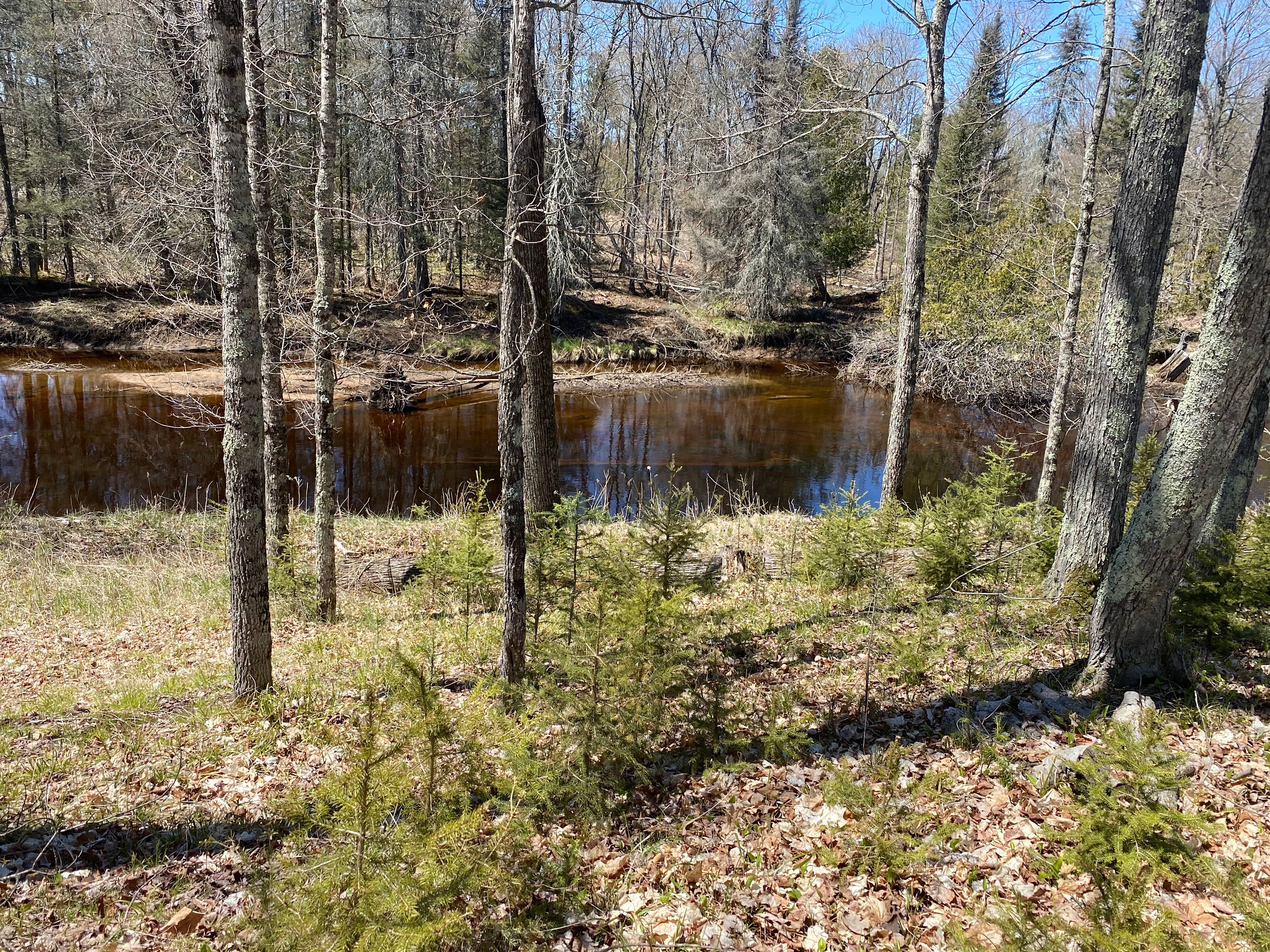 Forest Overlooking River