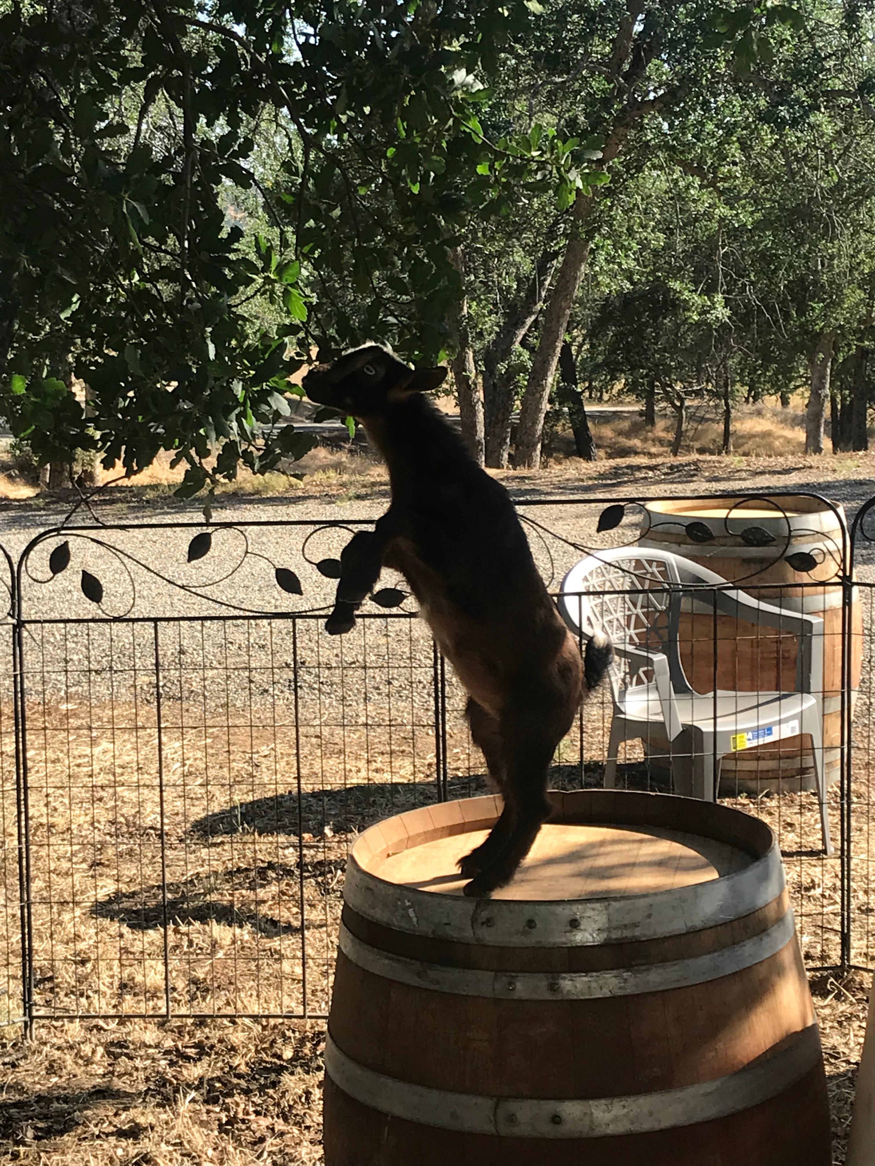 Ace's Yosemite Hide Out