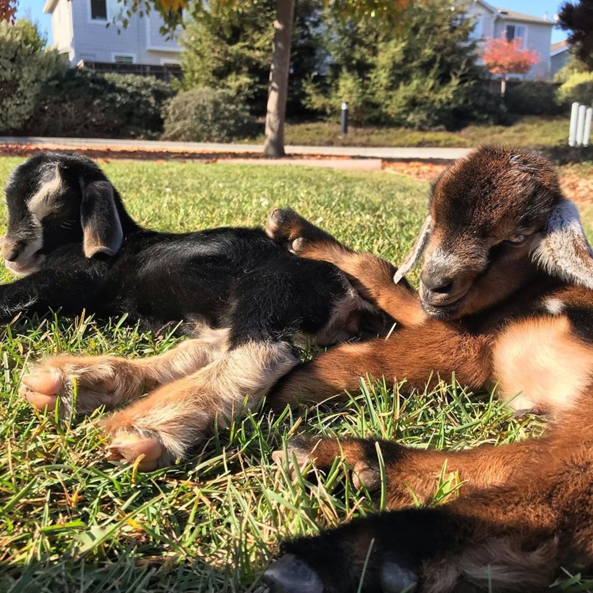 Homestead Animal Adventure