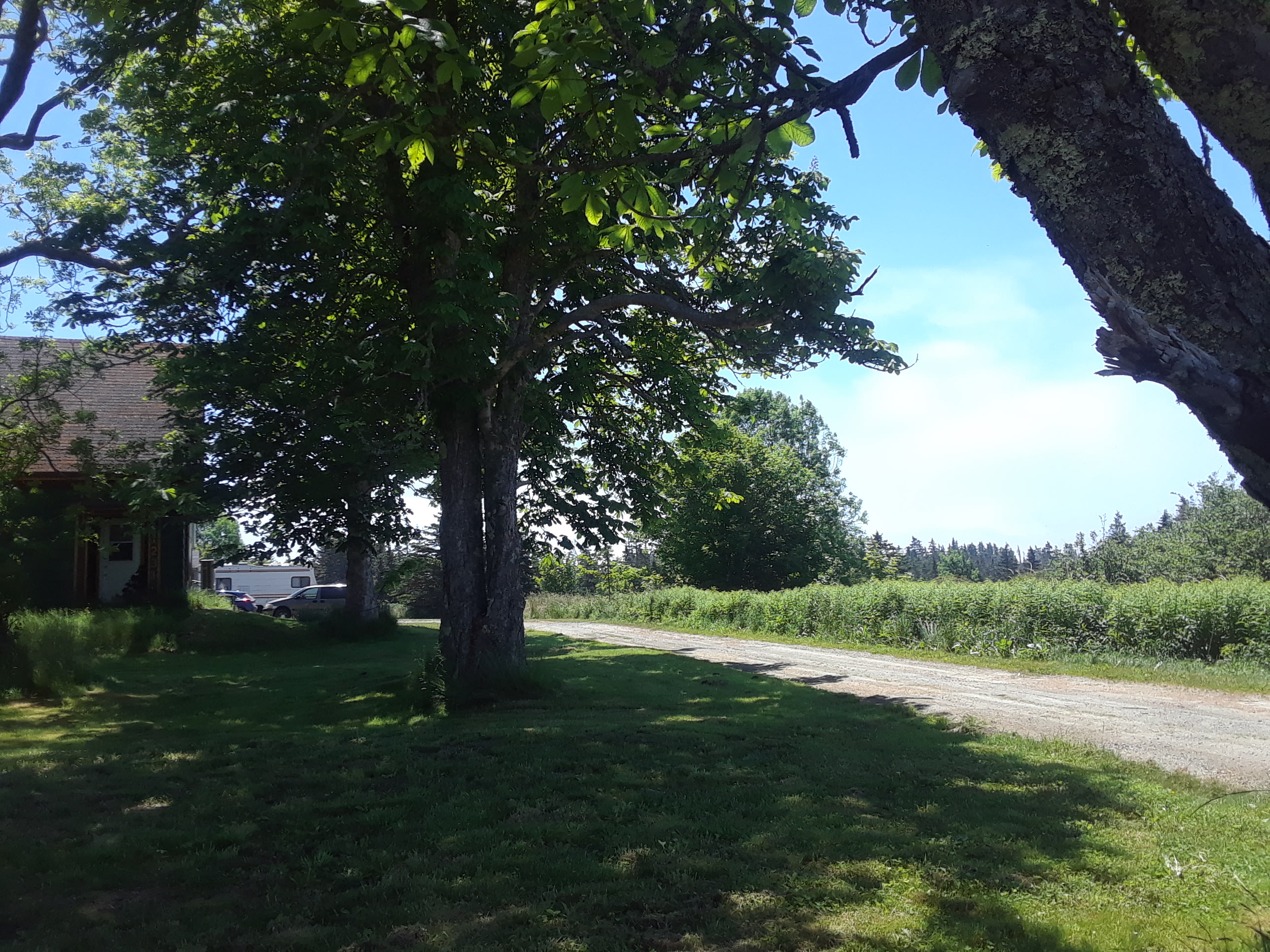 Green Grass of Home