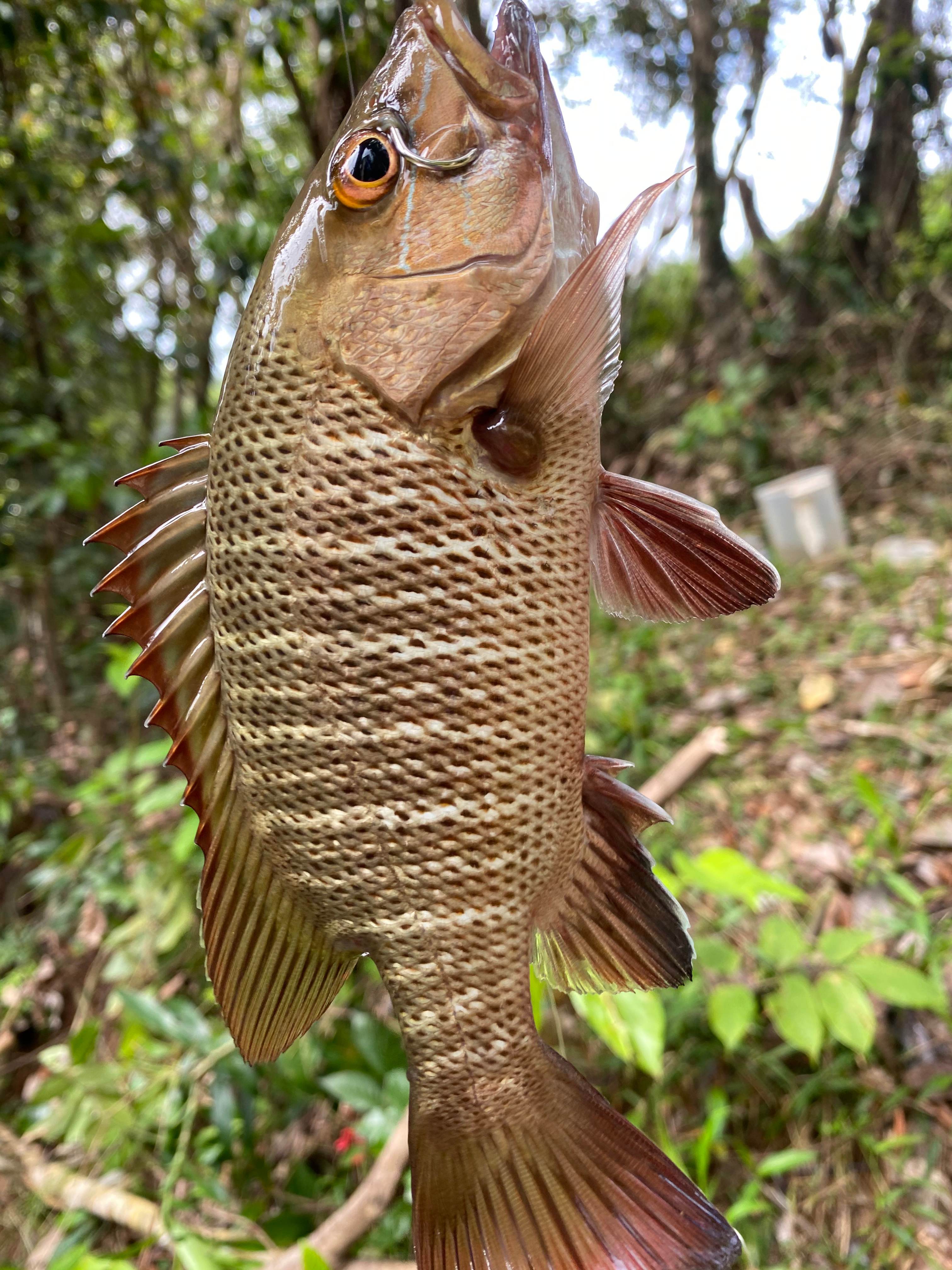 Mangrove Jack