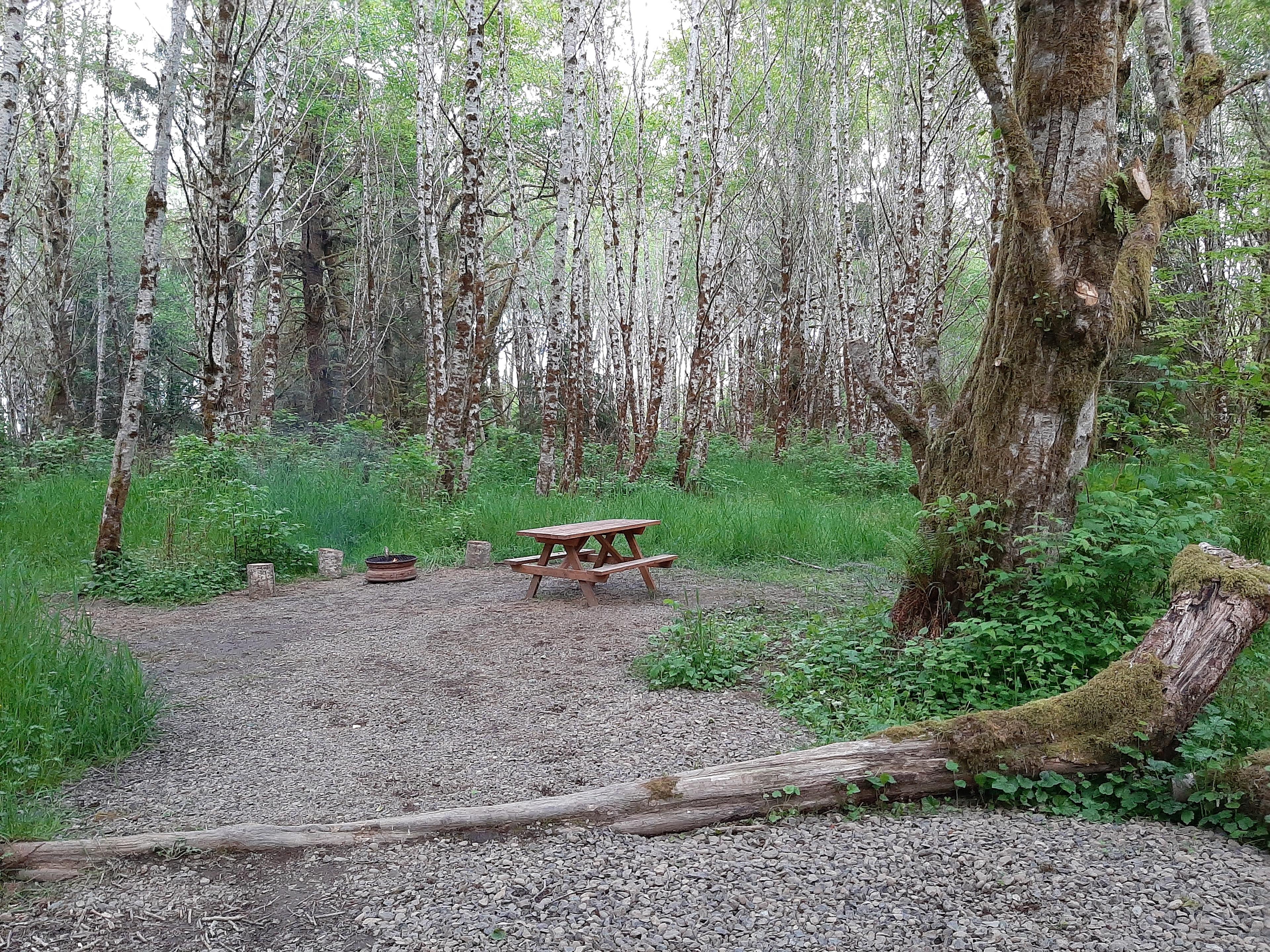 Edge of the woods