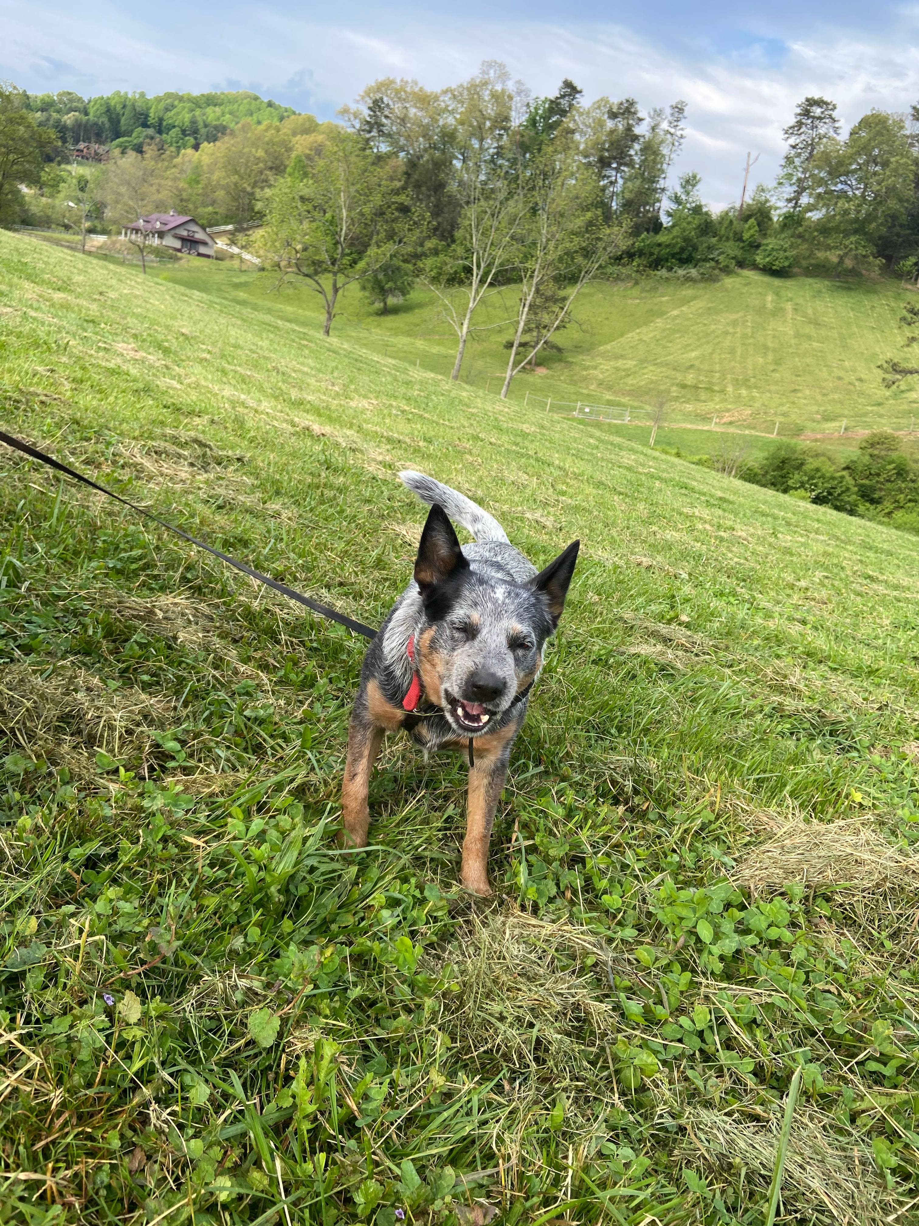  Cute heeler pup