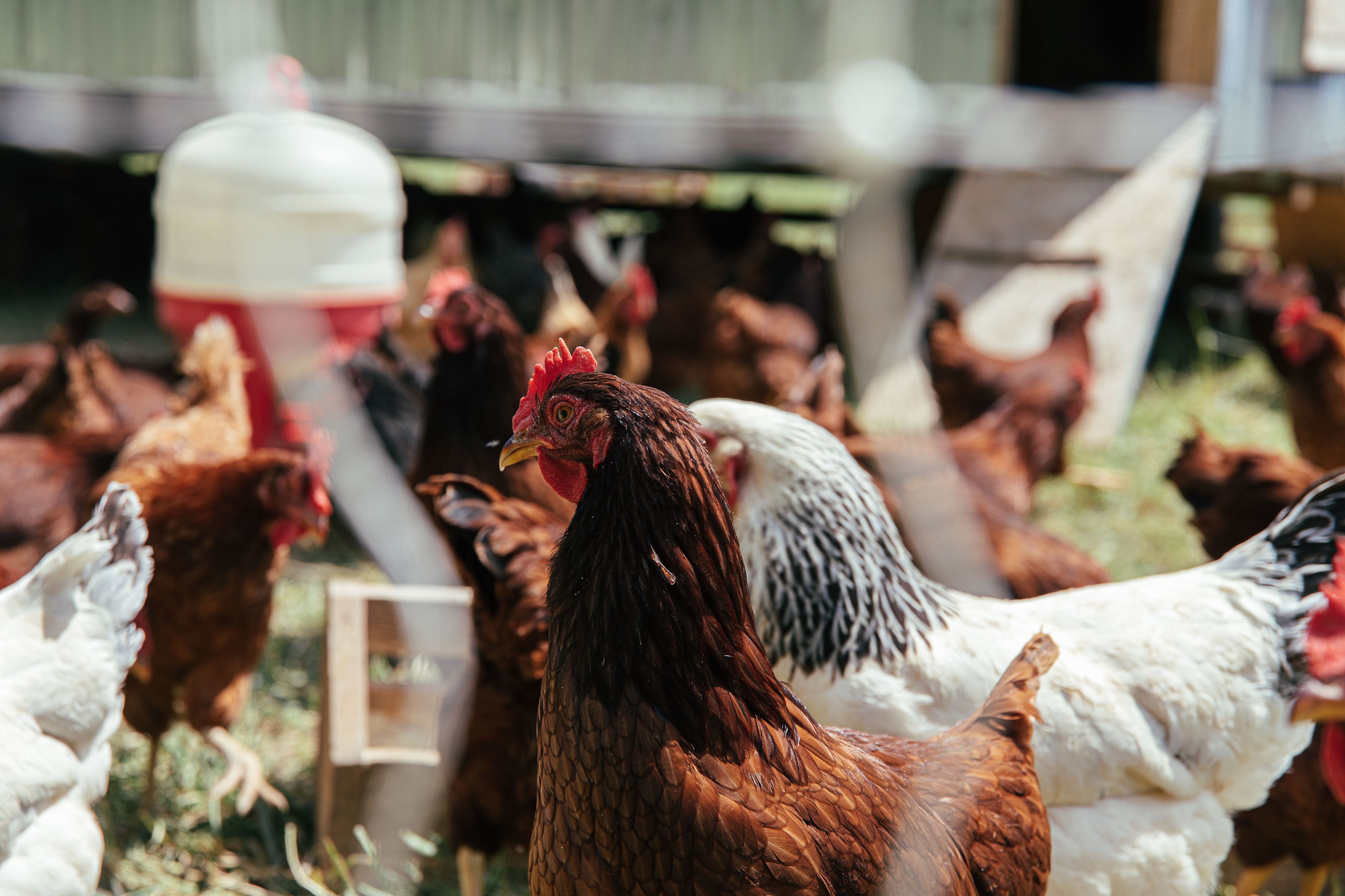 The Cabins on 1Tribe Farm