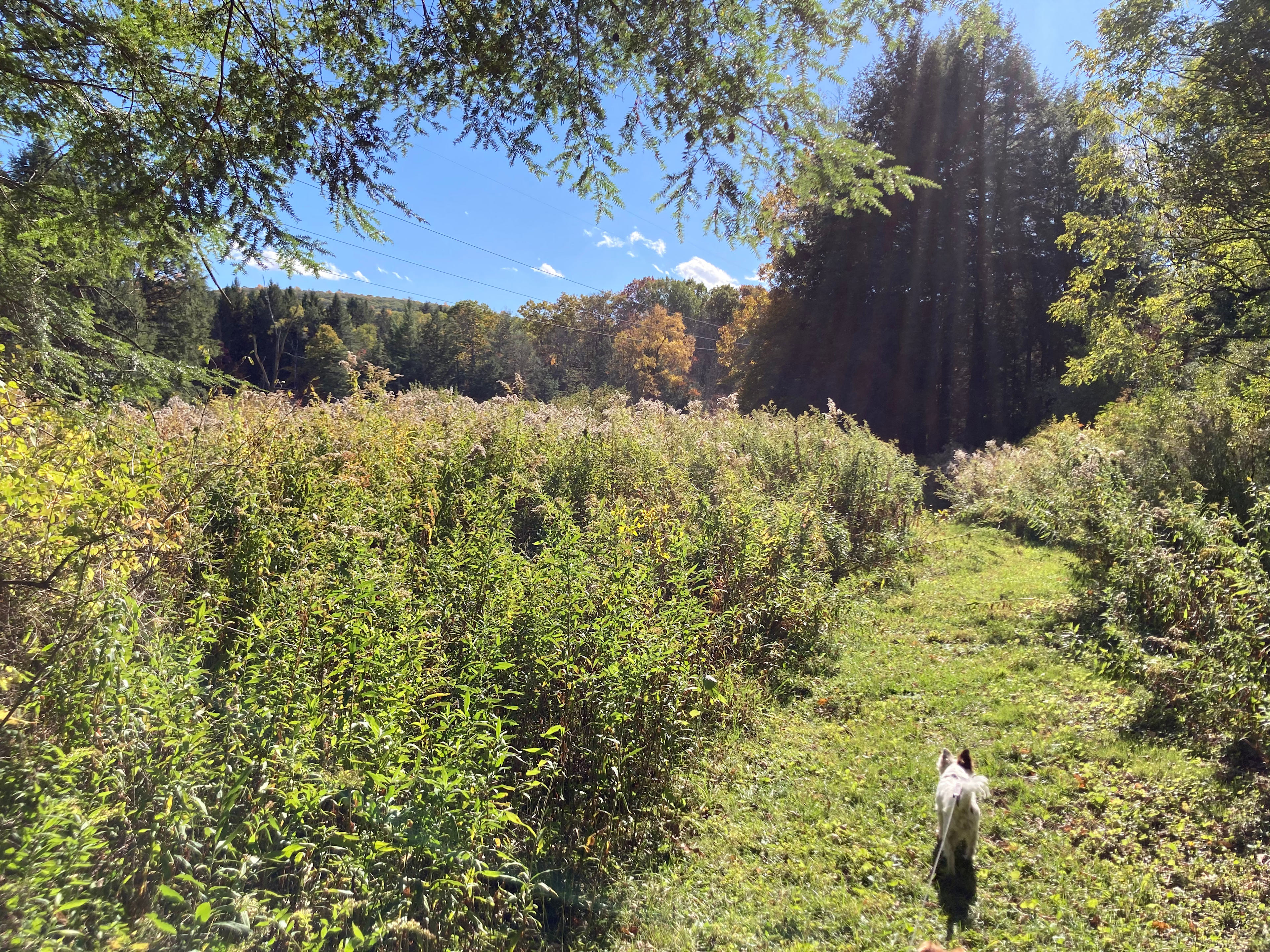 One of the owner's two small dogs enjoying her walk