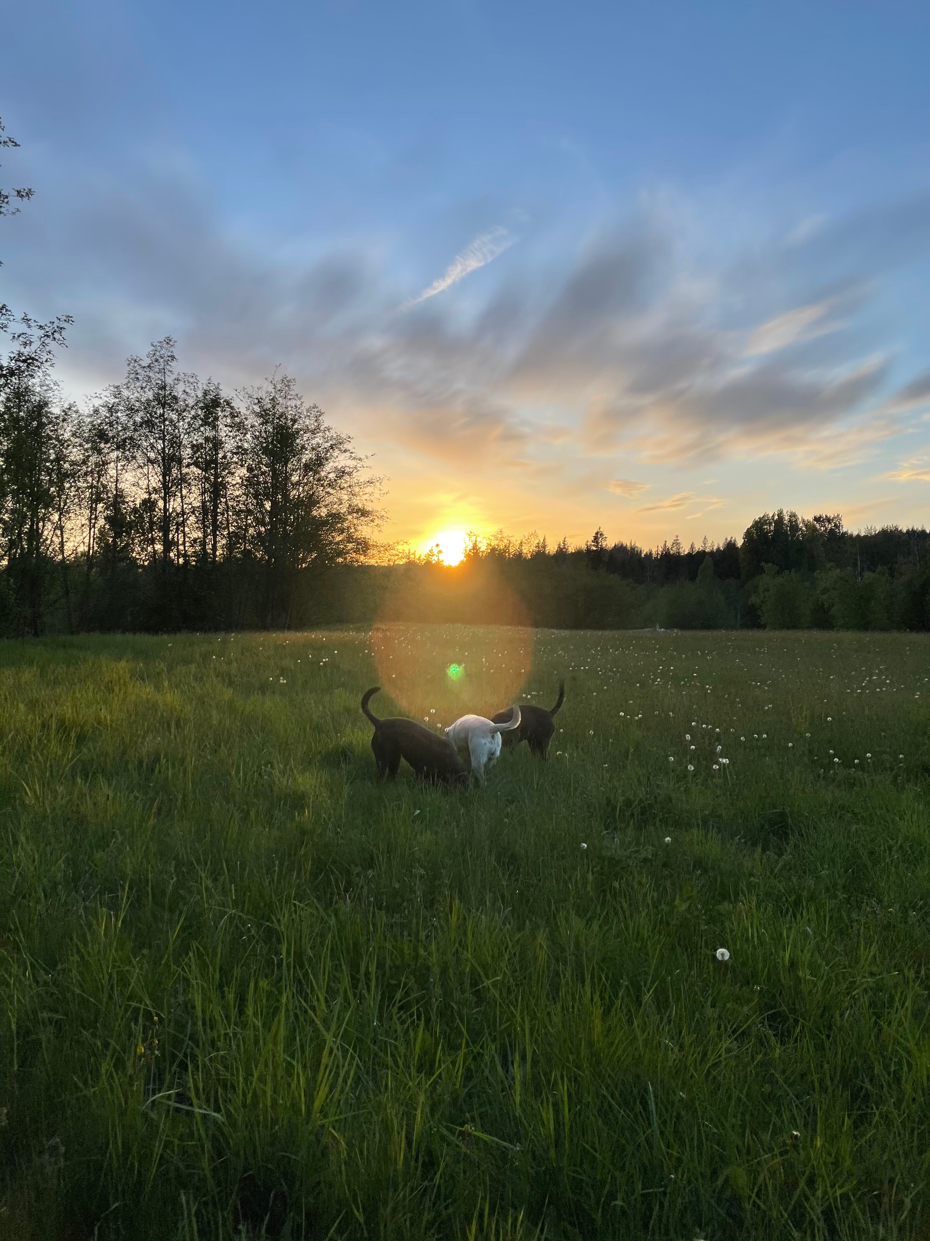 Evergrin Shire