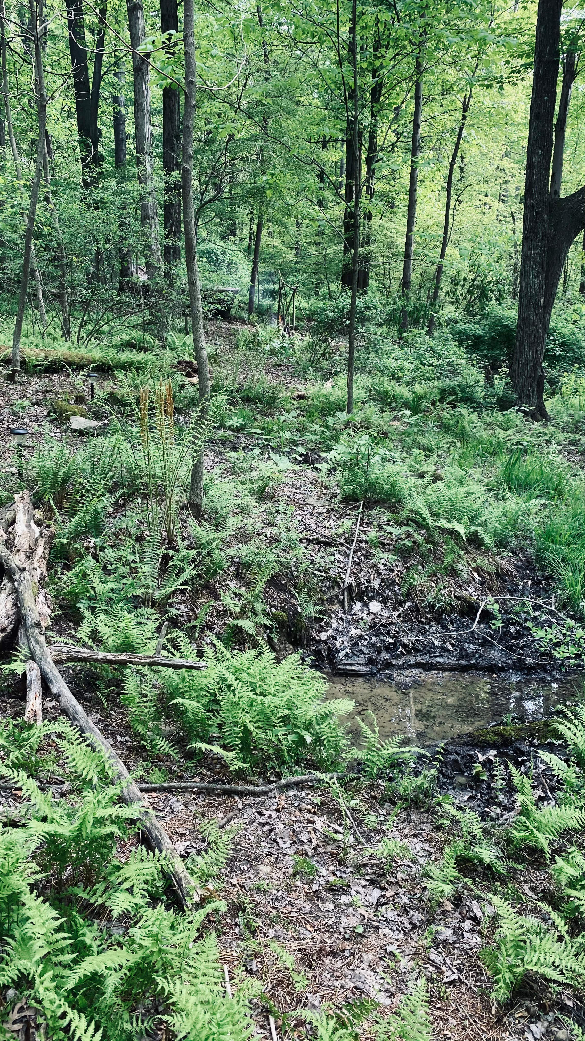 Ferndell Springs