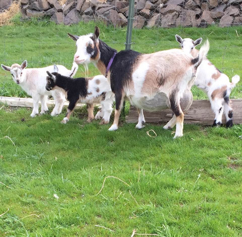 Almosta Farm