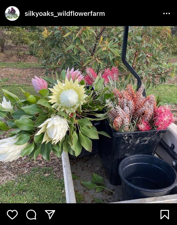 Silky Oaks Flower Farm