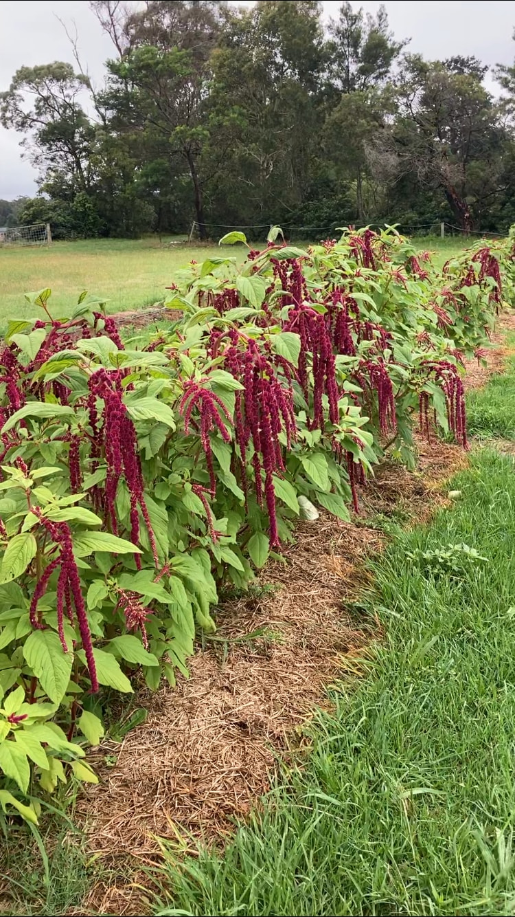 Silky Oaks Flower Farm