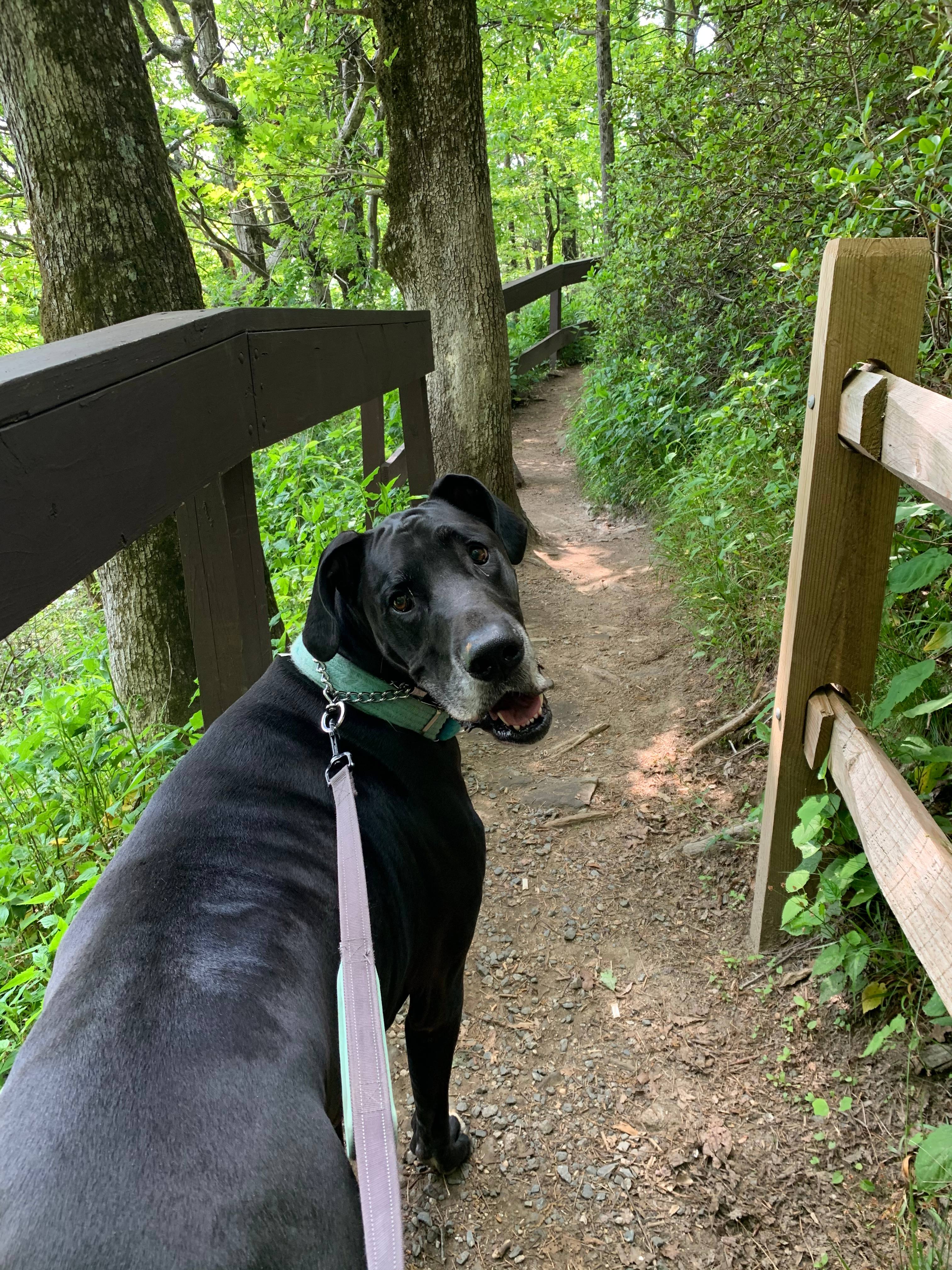 We took the dog for a little hike at nearby 
( maybe an hour?) Caesar’s Head Park to explore the areas 
