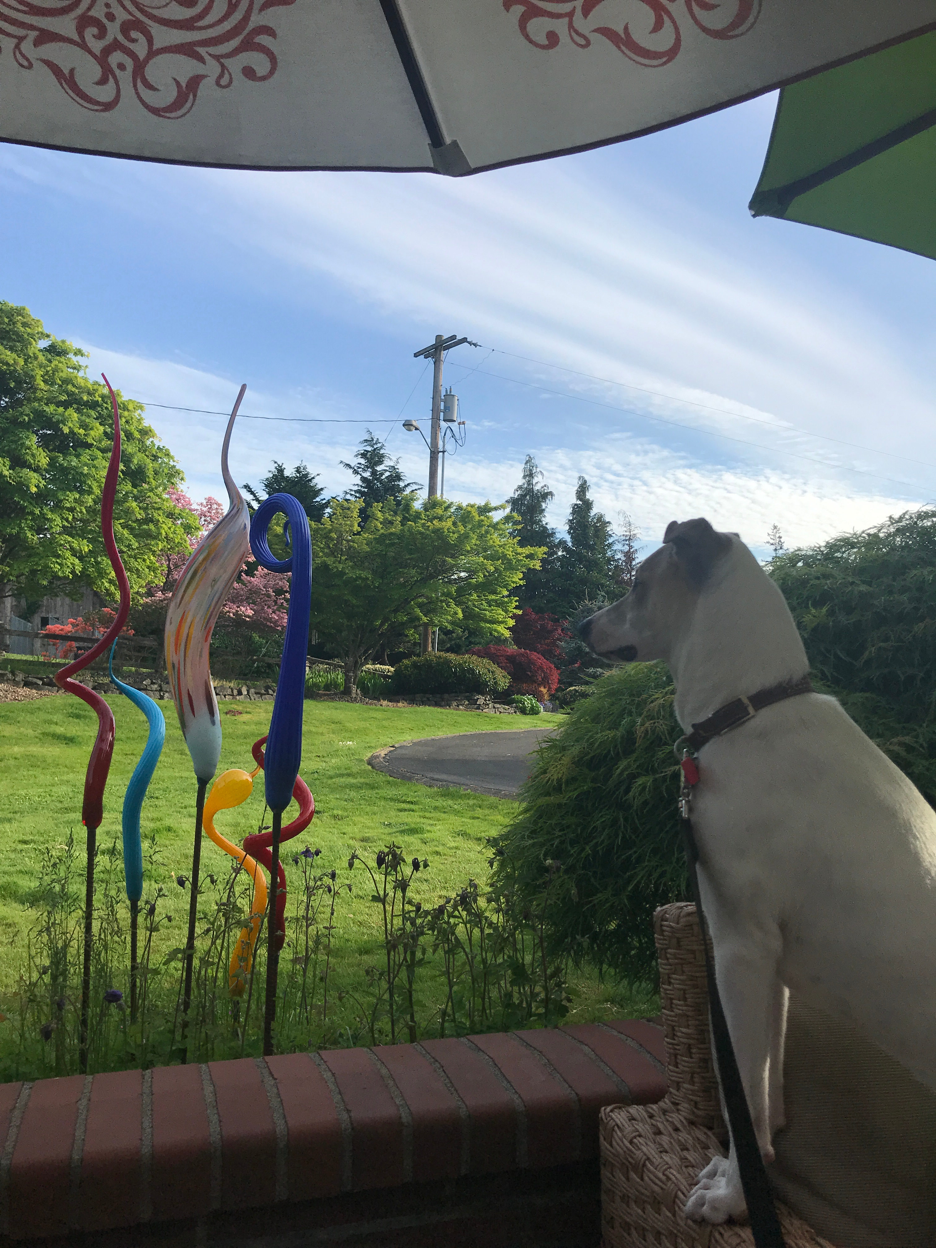 Nico keeps watch over the property