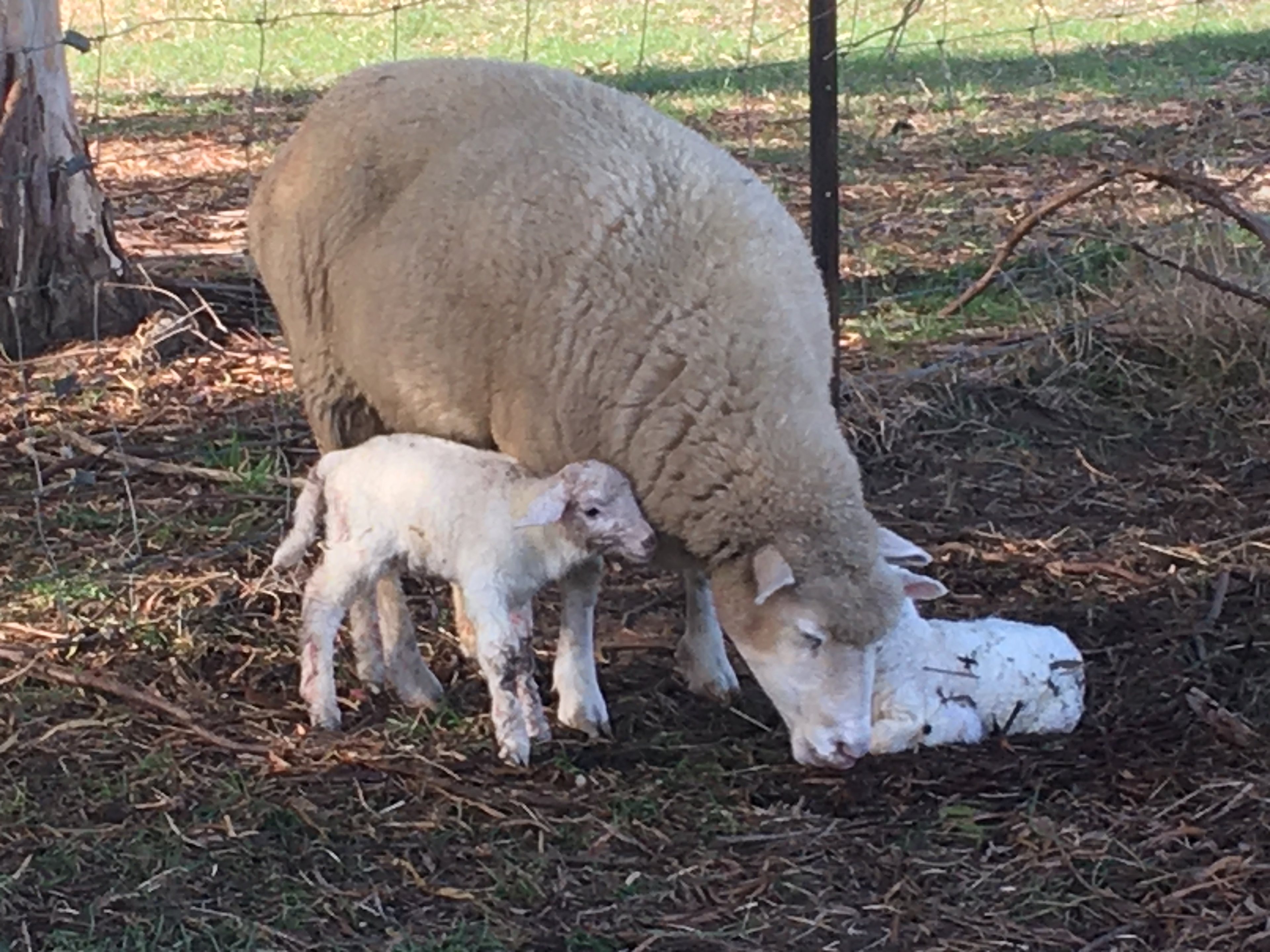 Young Country Getaway