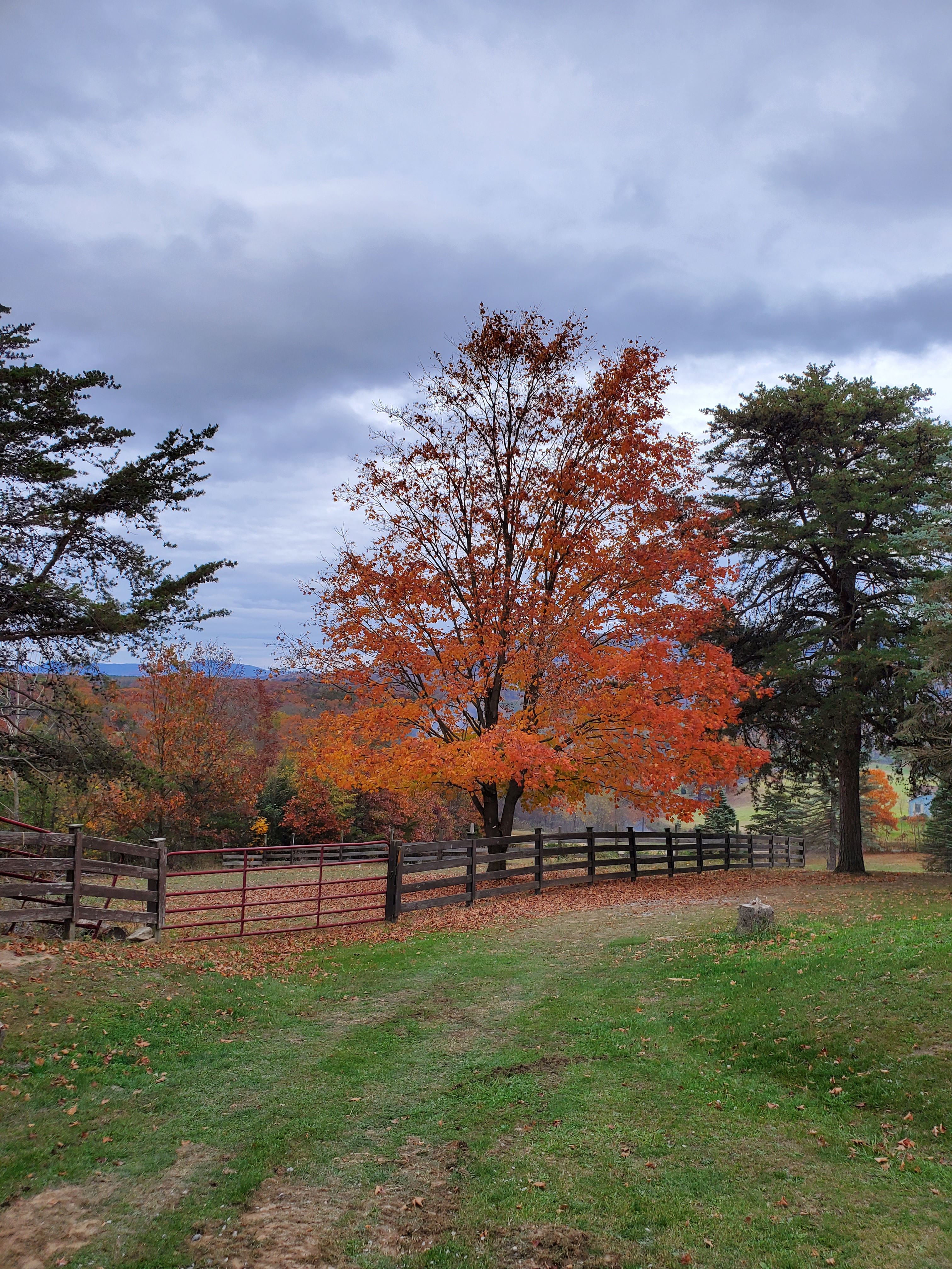 Mountain View Mini Farm