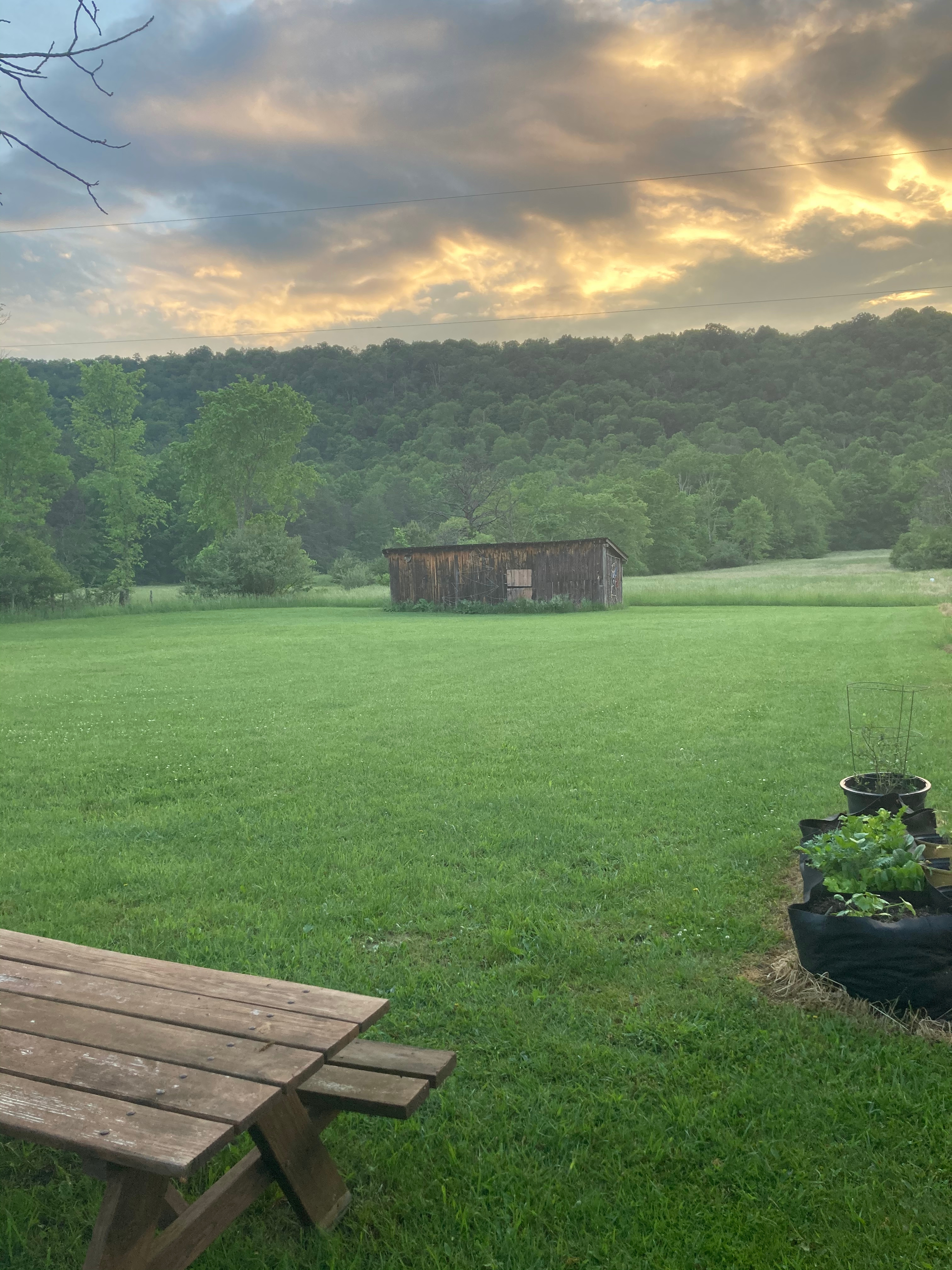 Pine Hallow Farms