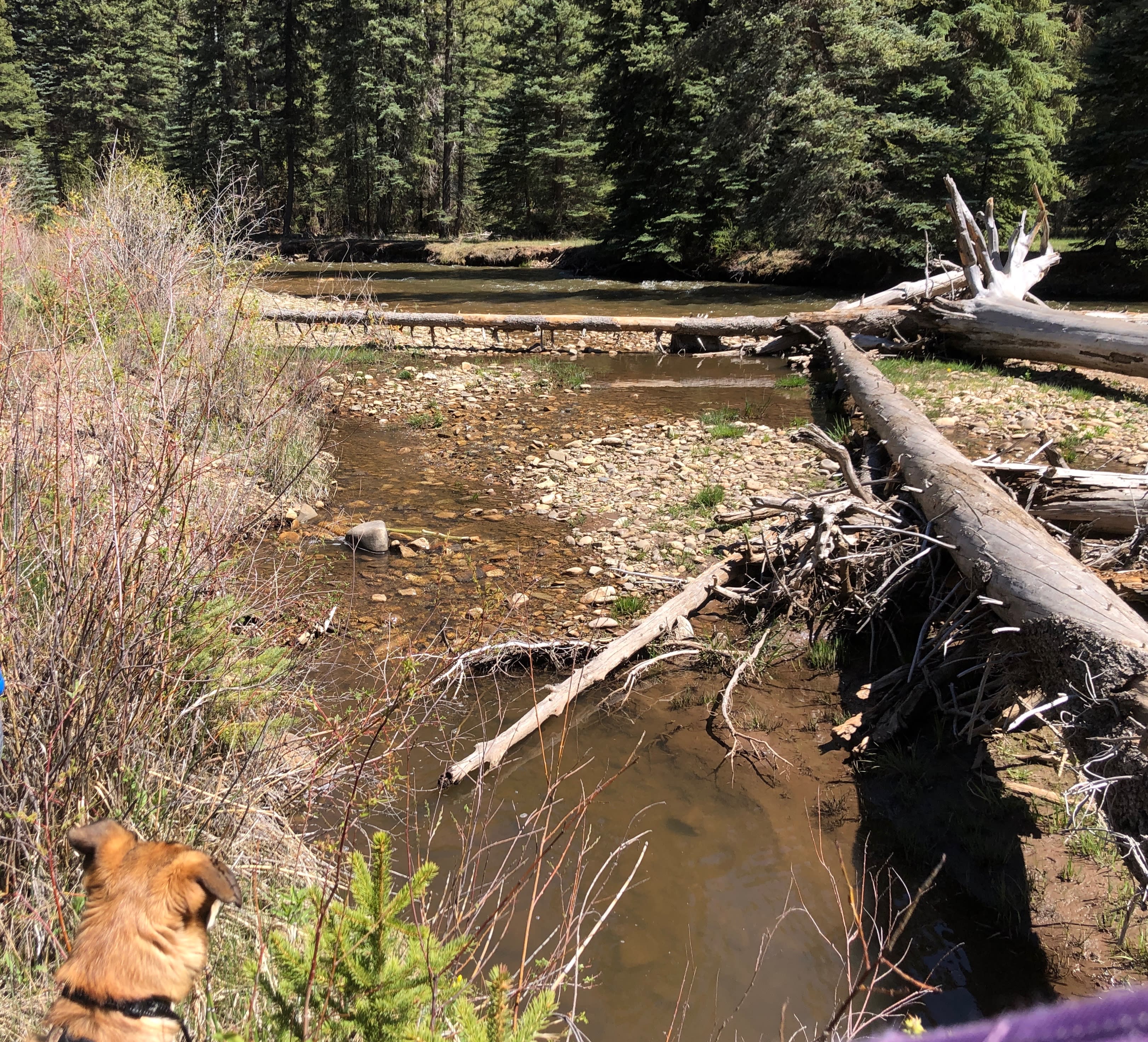 West Dolores River, loop A lower end of campground. 