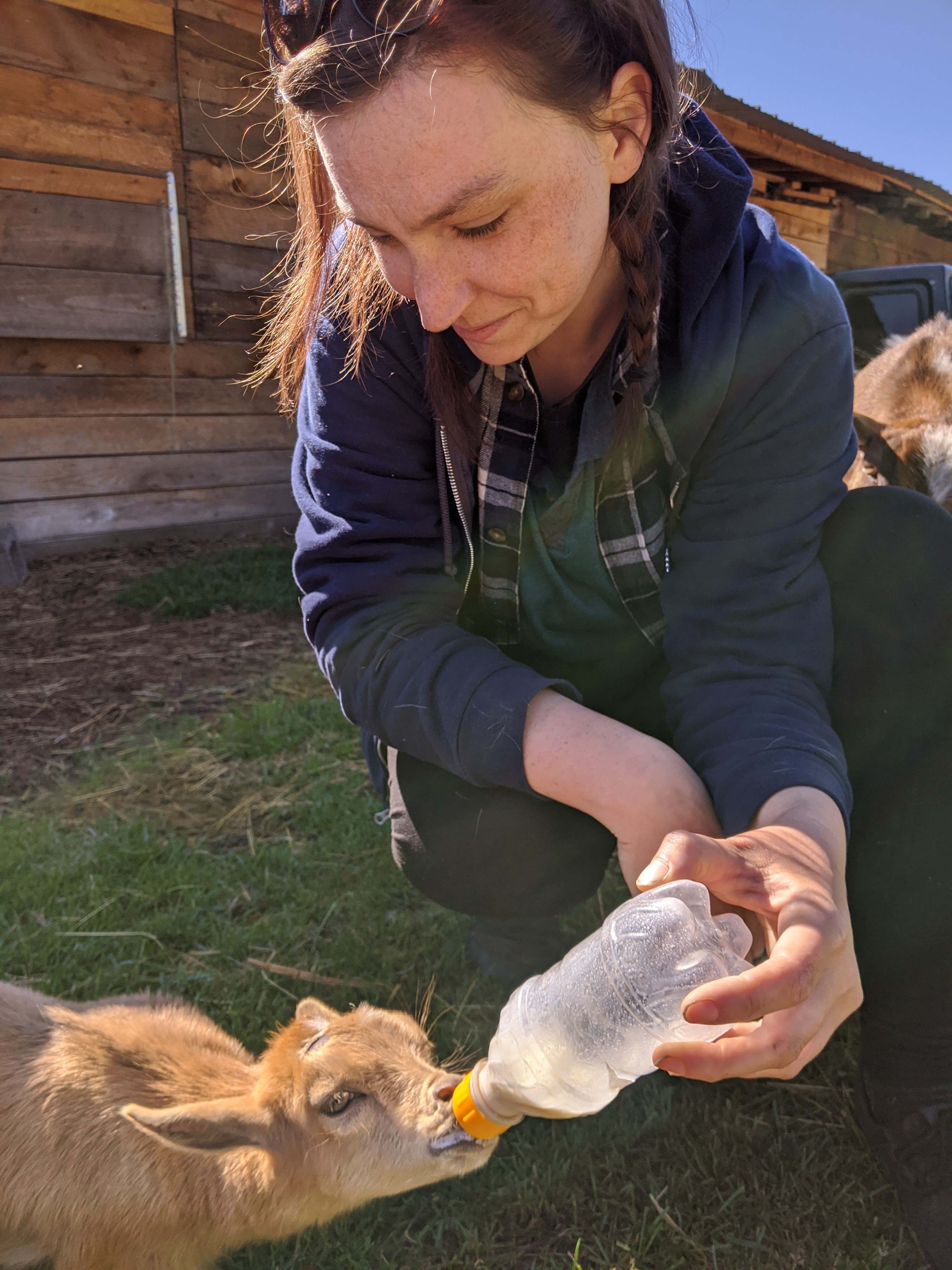 Feeding baby goats!