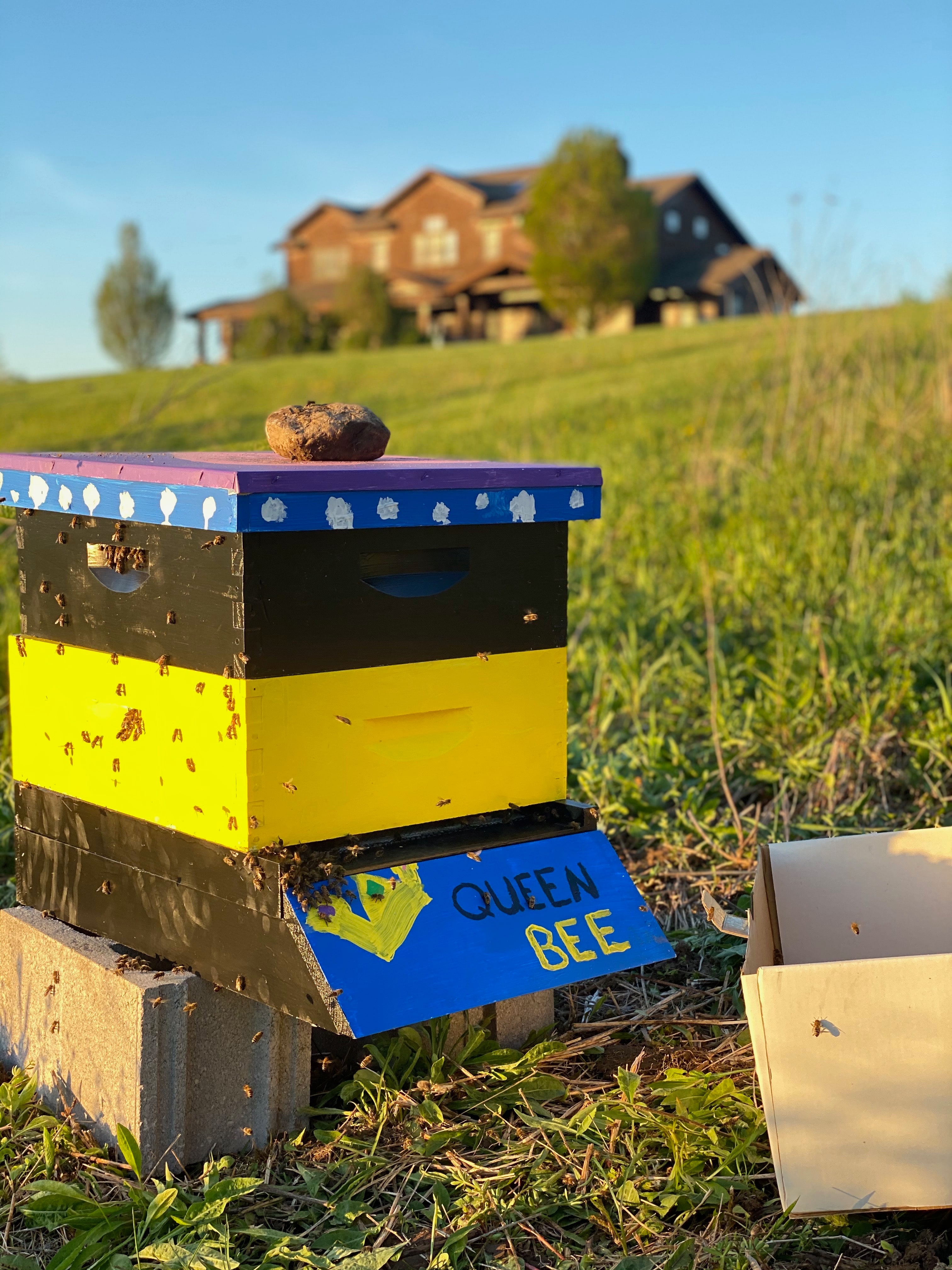 One of our hives in the apiary