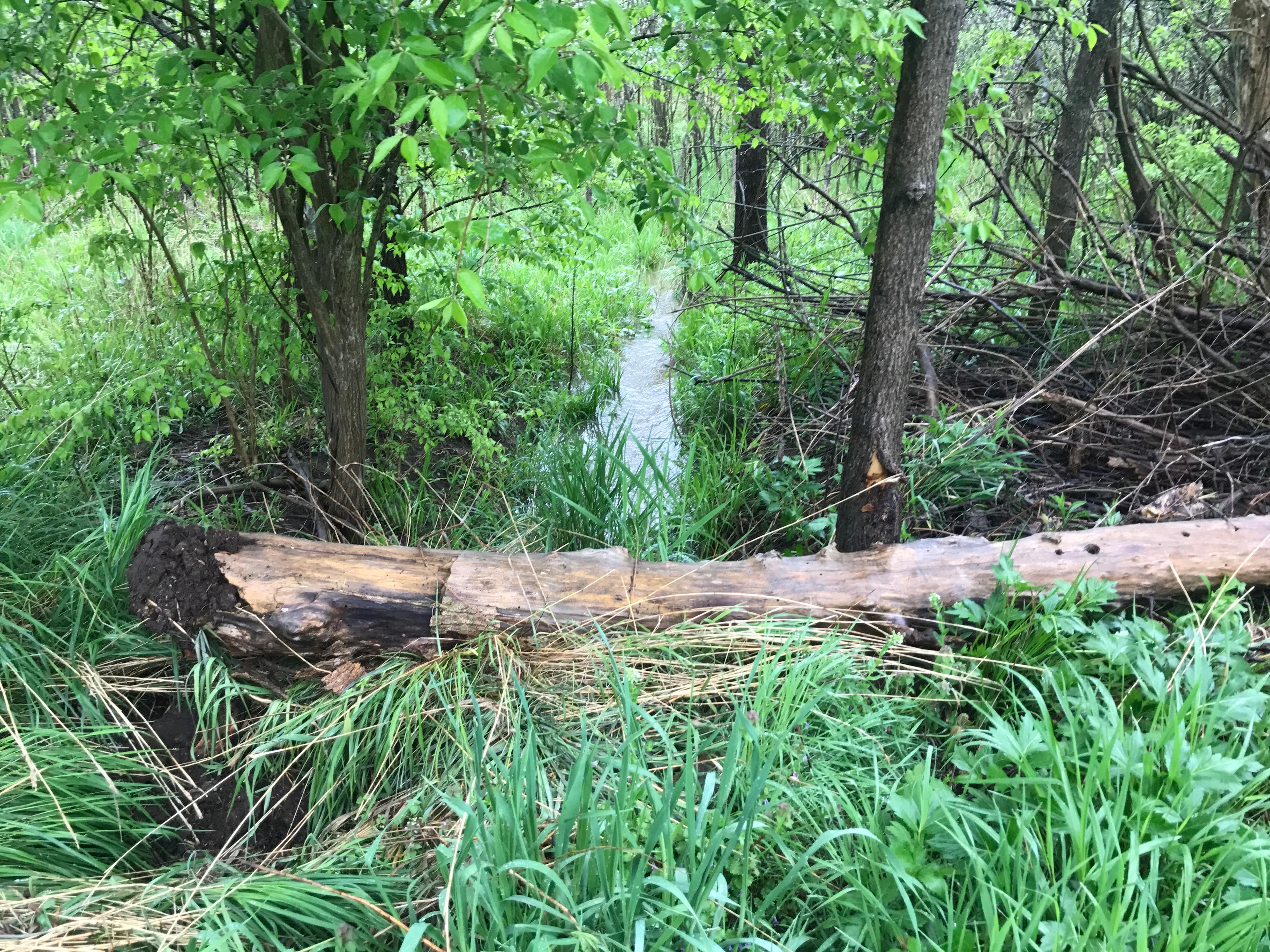 Natural environment at Rusty's Retreat.