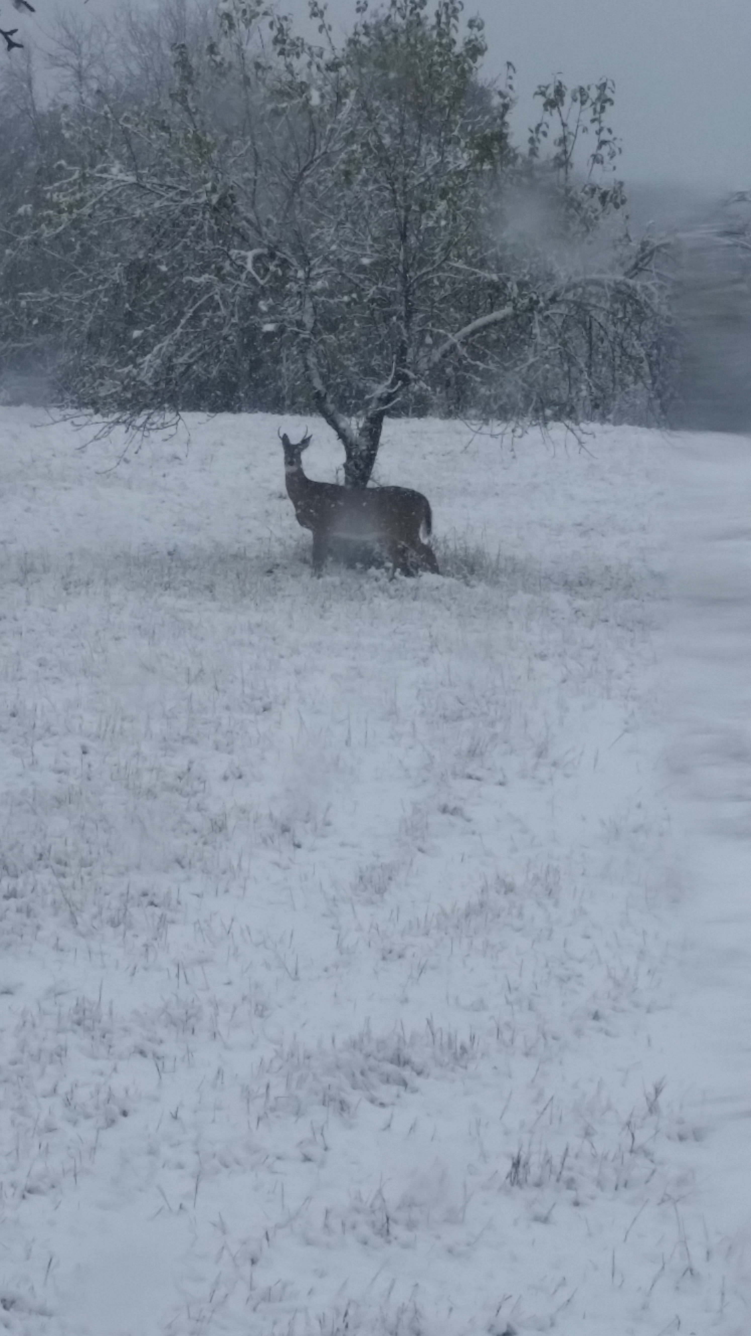 Deer digging for apples after early snow fall