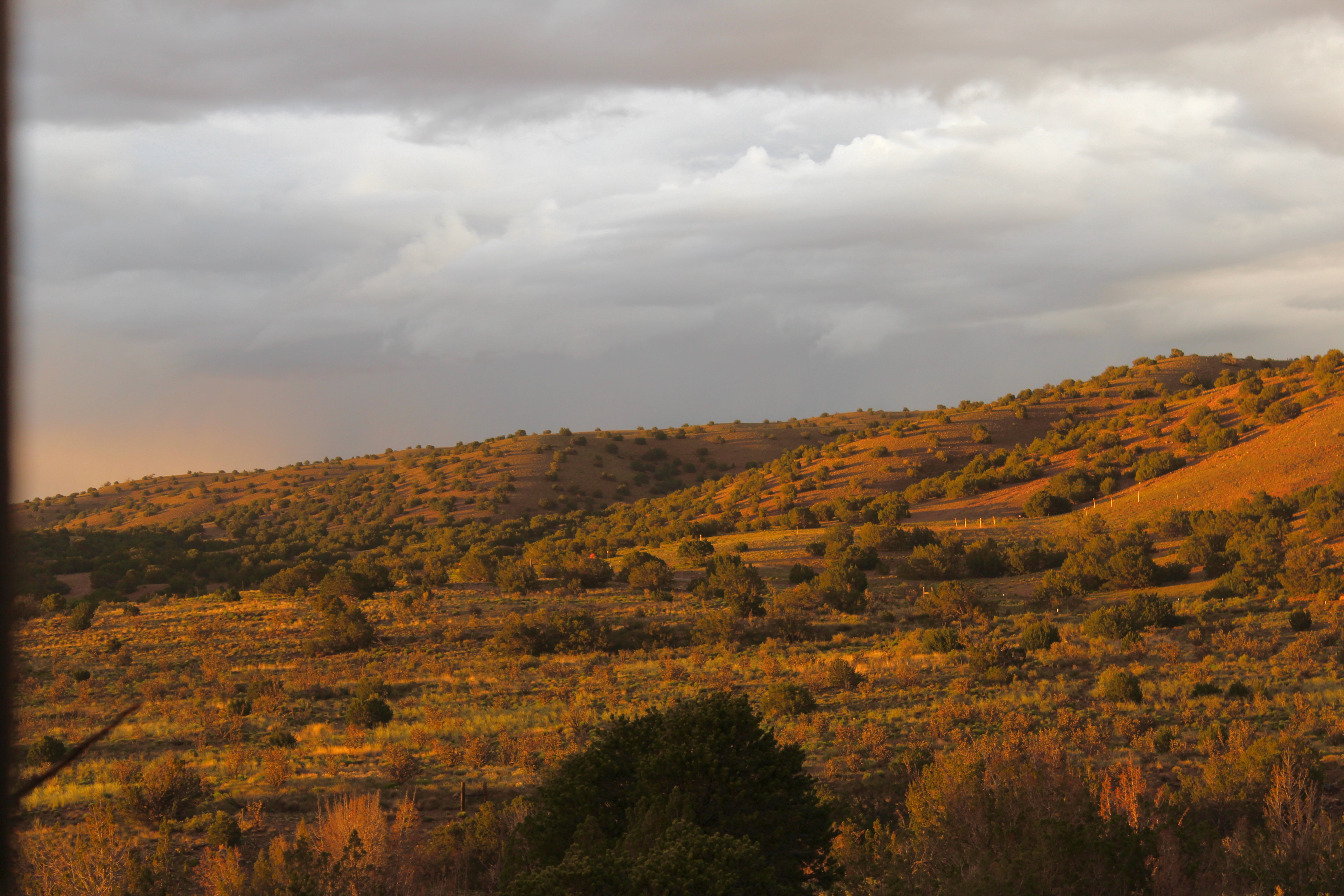 Tierra del RavenTree