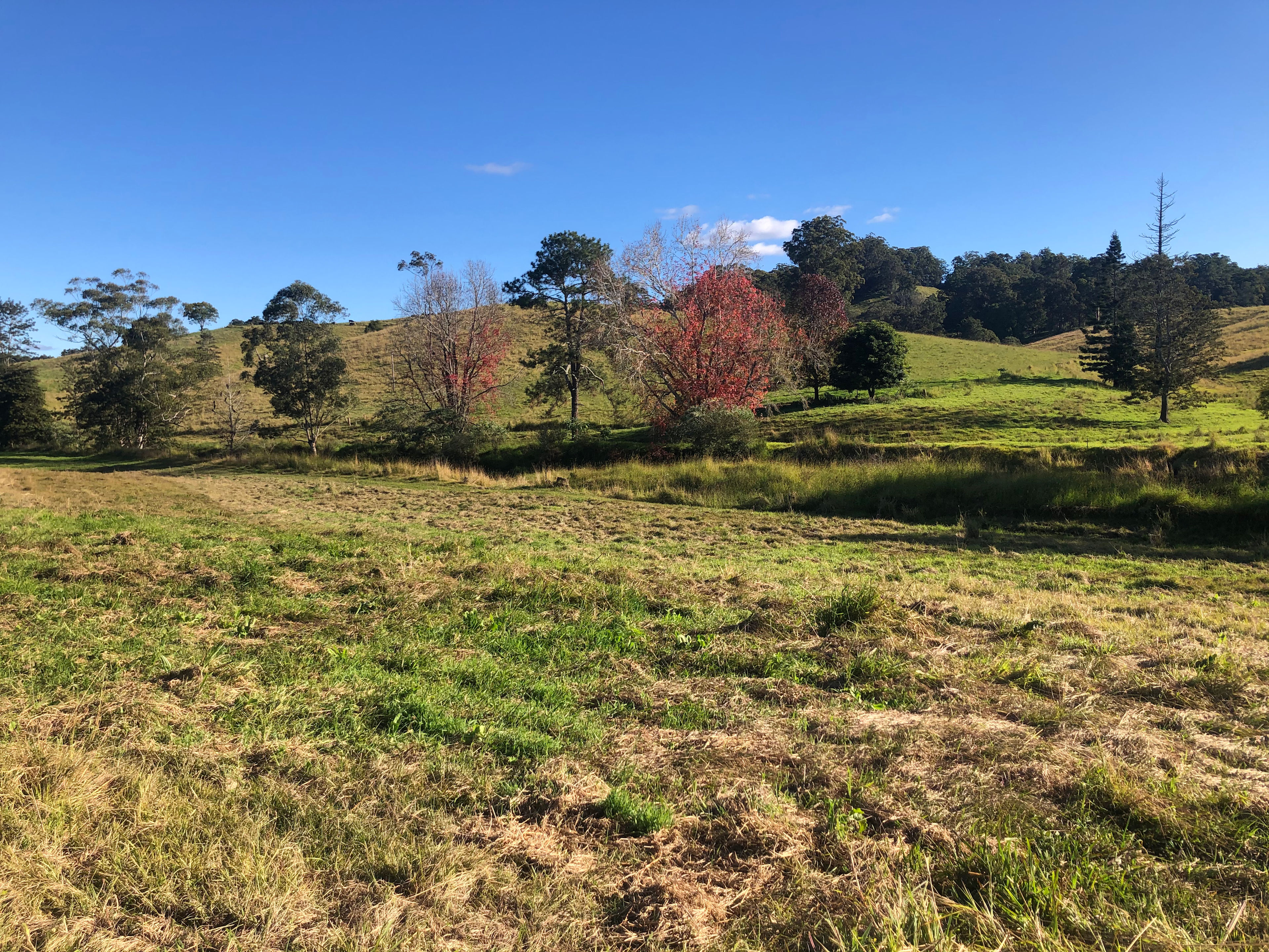 Levenvale Farm in Bellingen