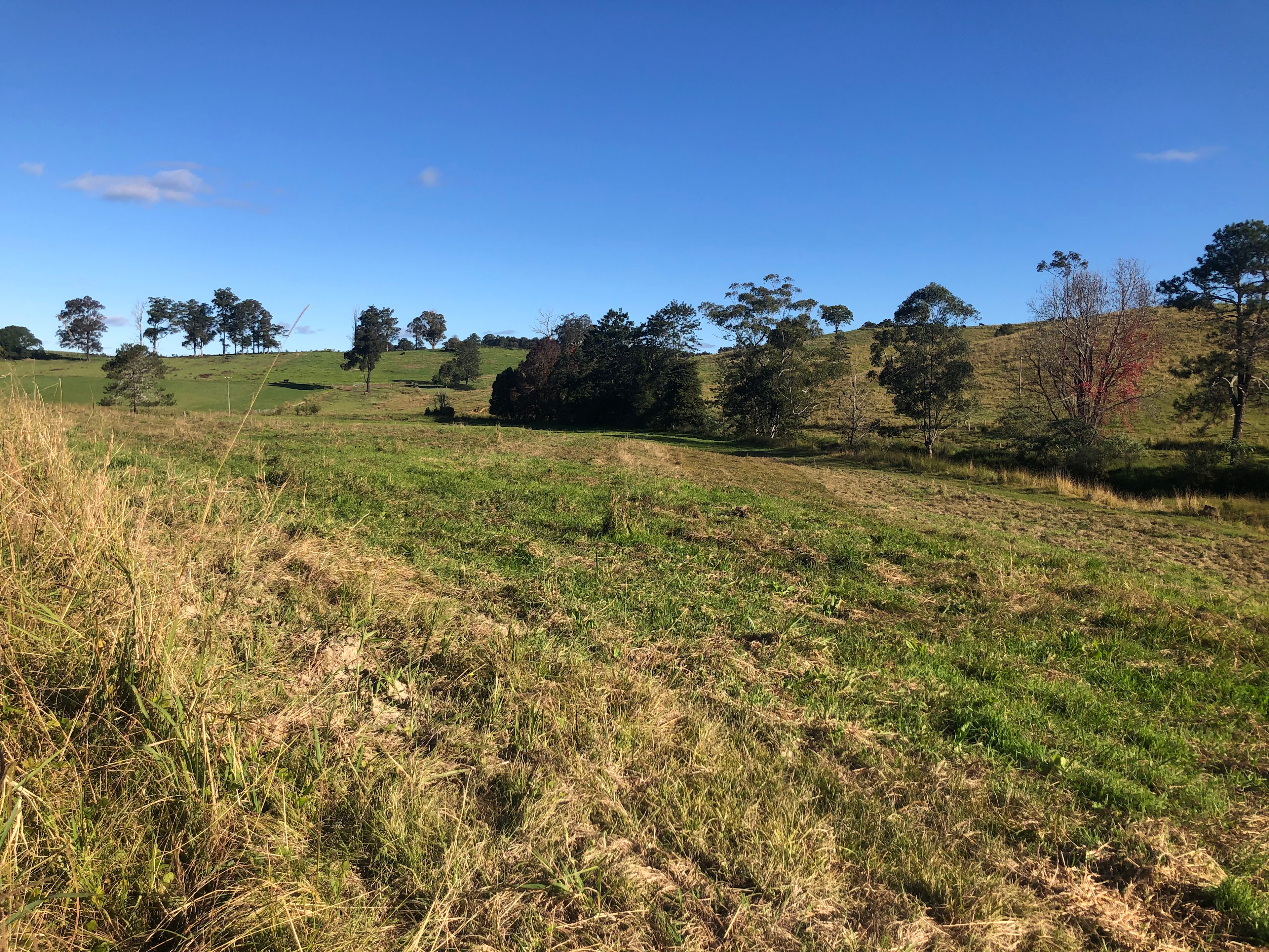 Levenvale Farm in Bellingen
