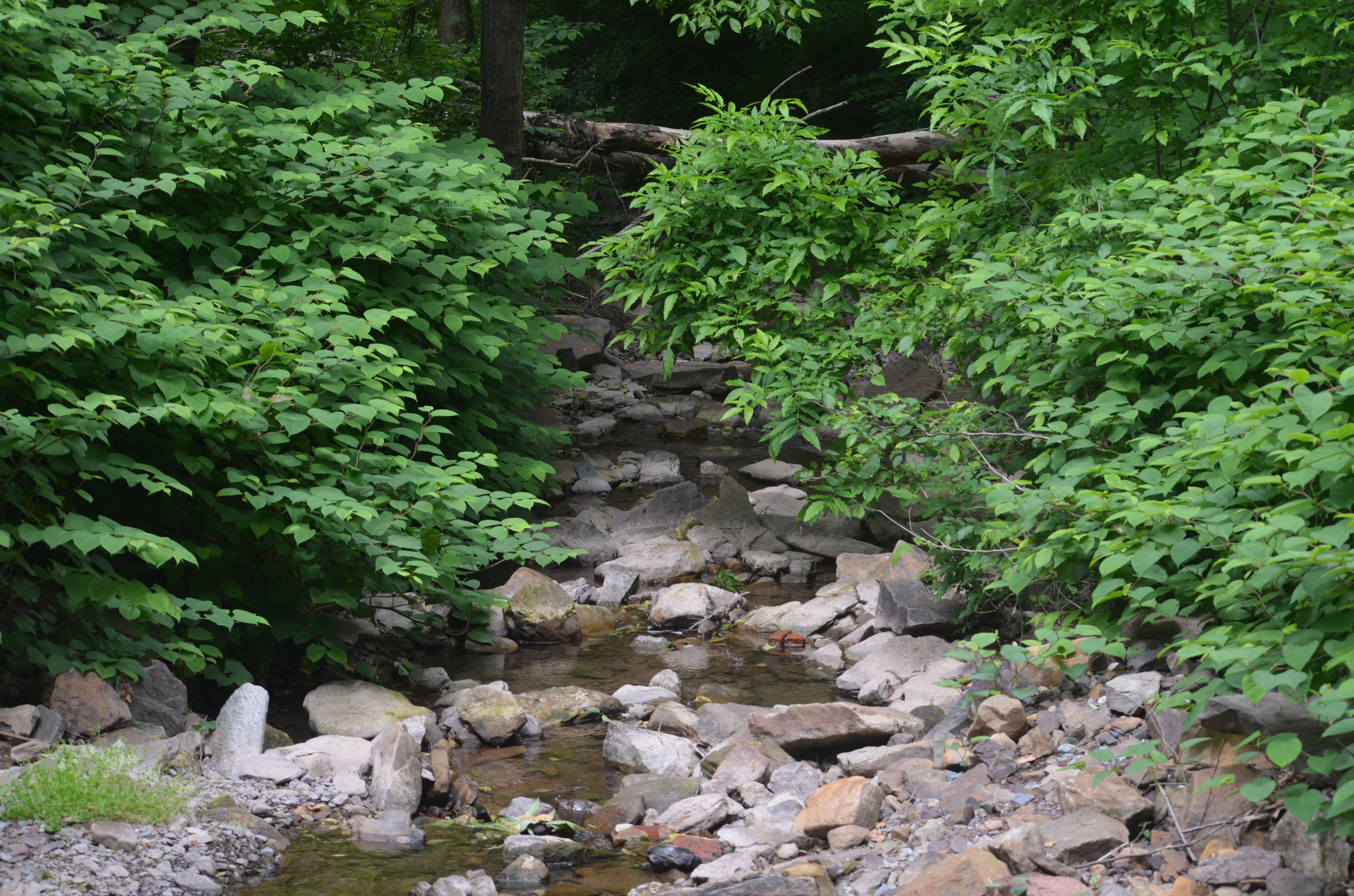 This is the creek right beside of campsite #1.