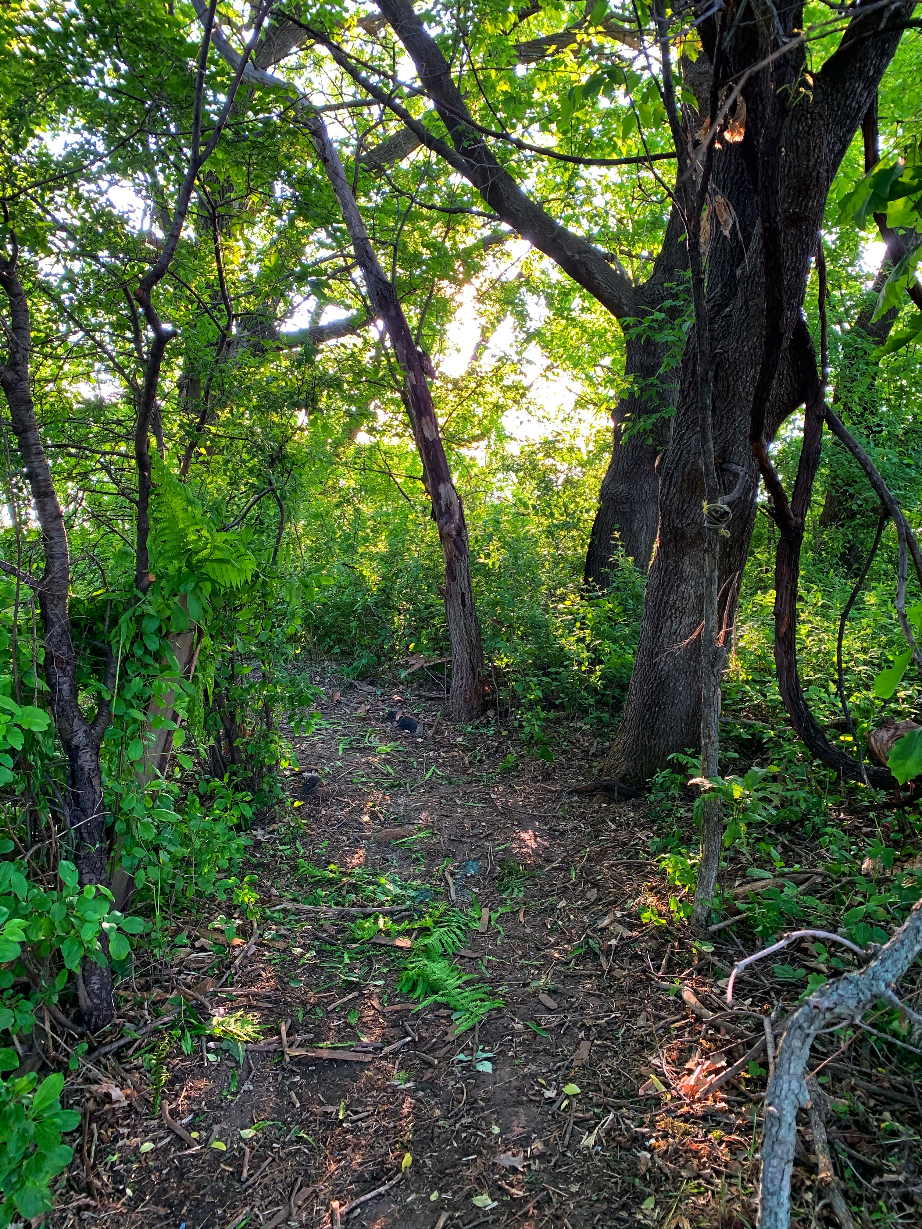 Walking trail around the property