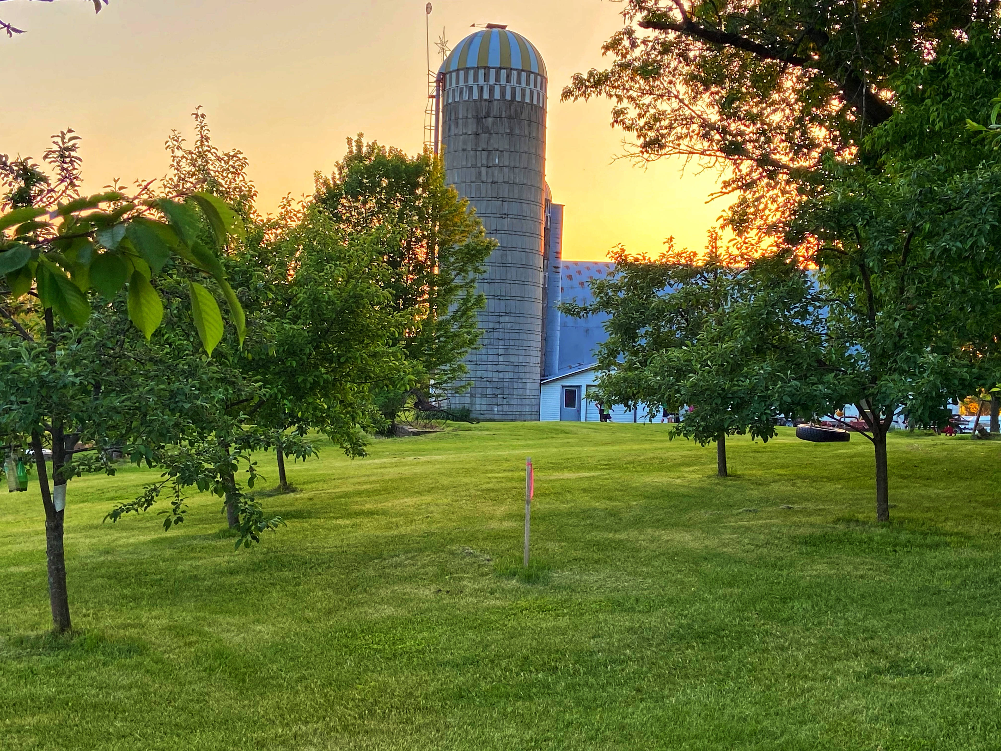 Apple trees and barn