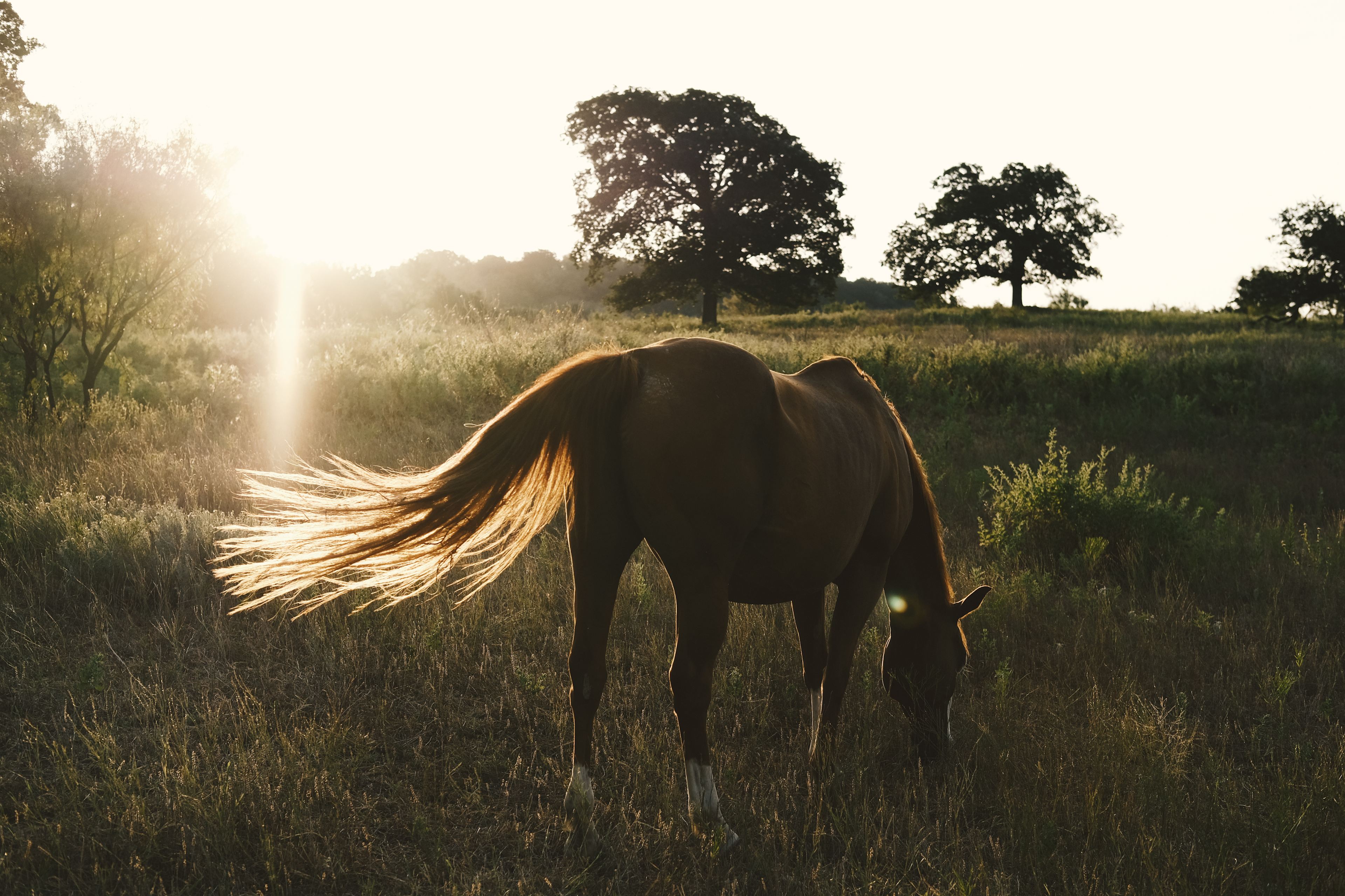 Vrooman Ranch