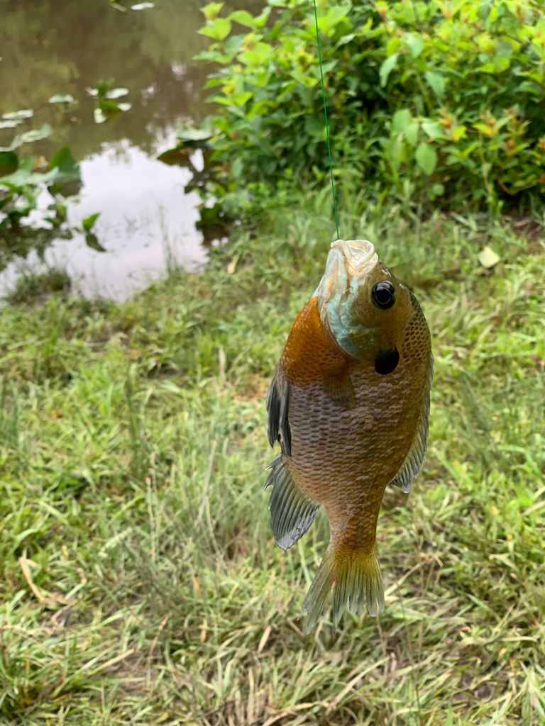 Gratitude at the Mill Pond