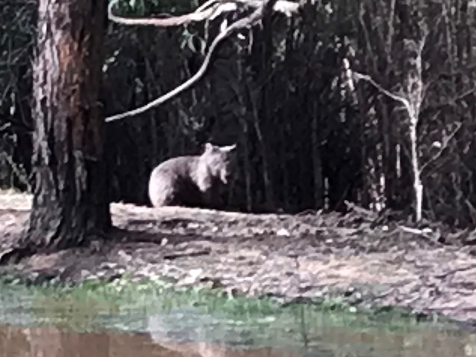 This big fella is on the dam wall near campsite 4 he is happy just to hang around.