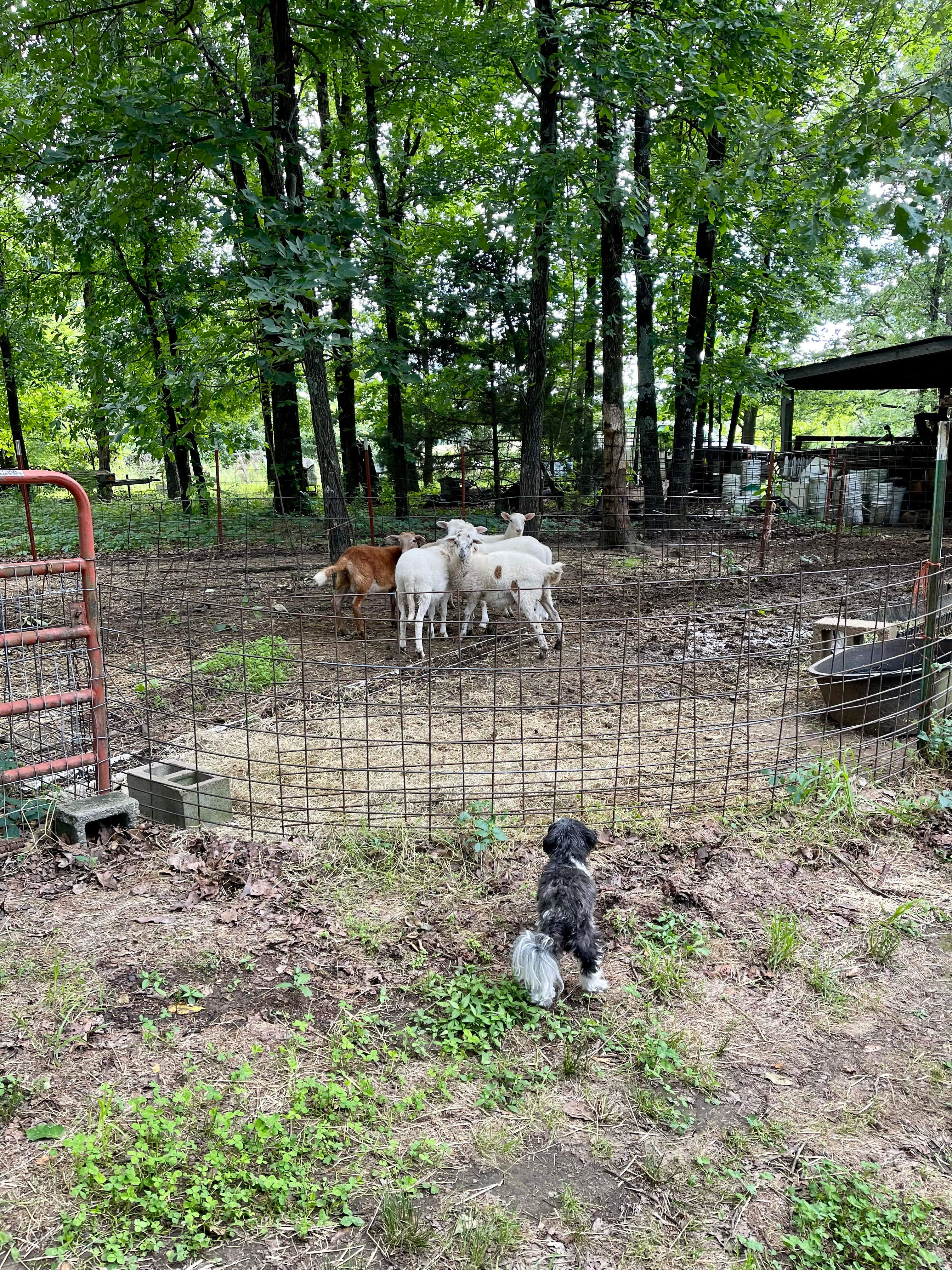Petit Jean Farm Orchard