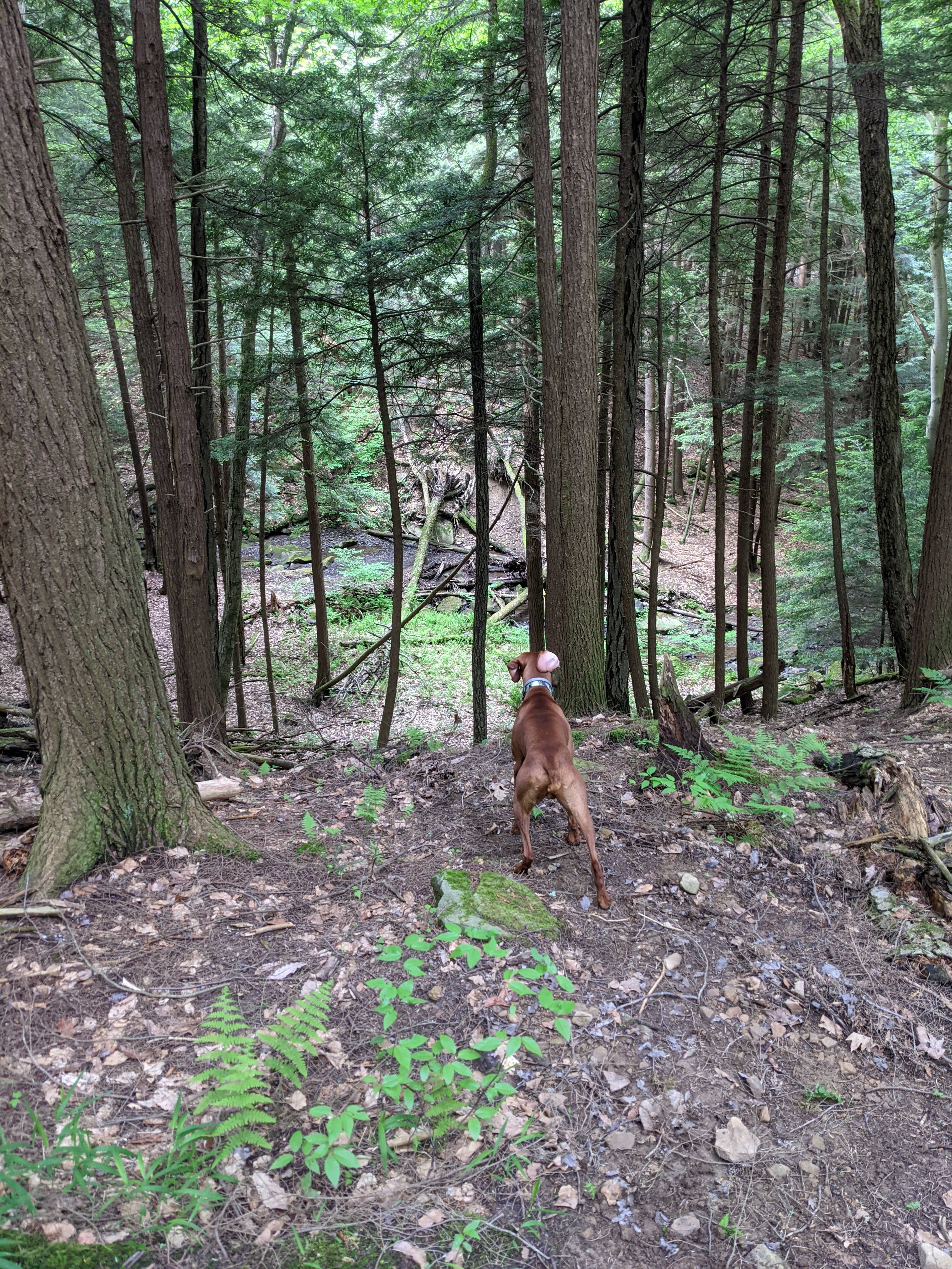 My dogs loved running up and down the hill to the stream.