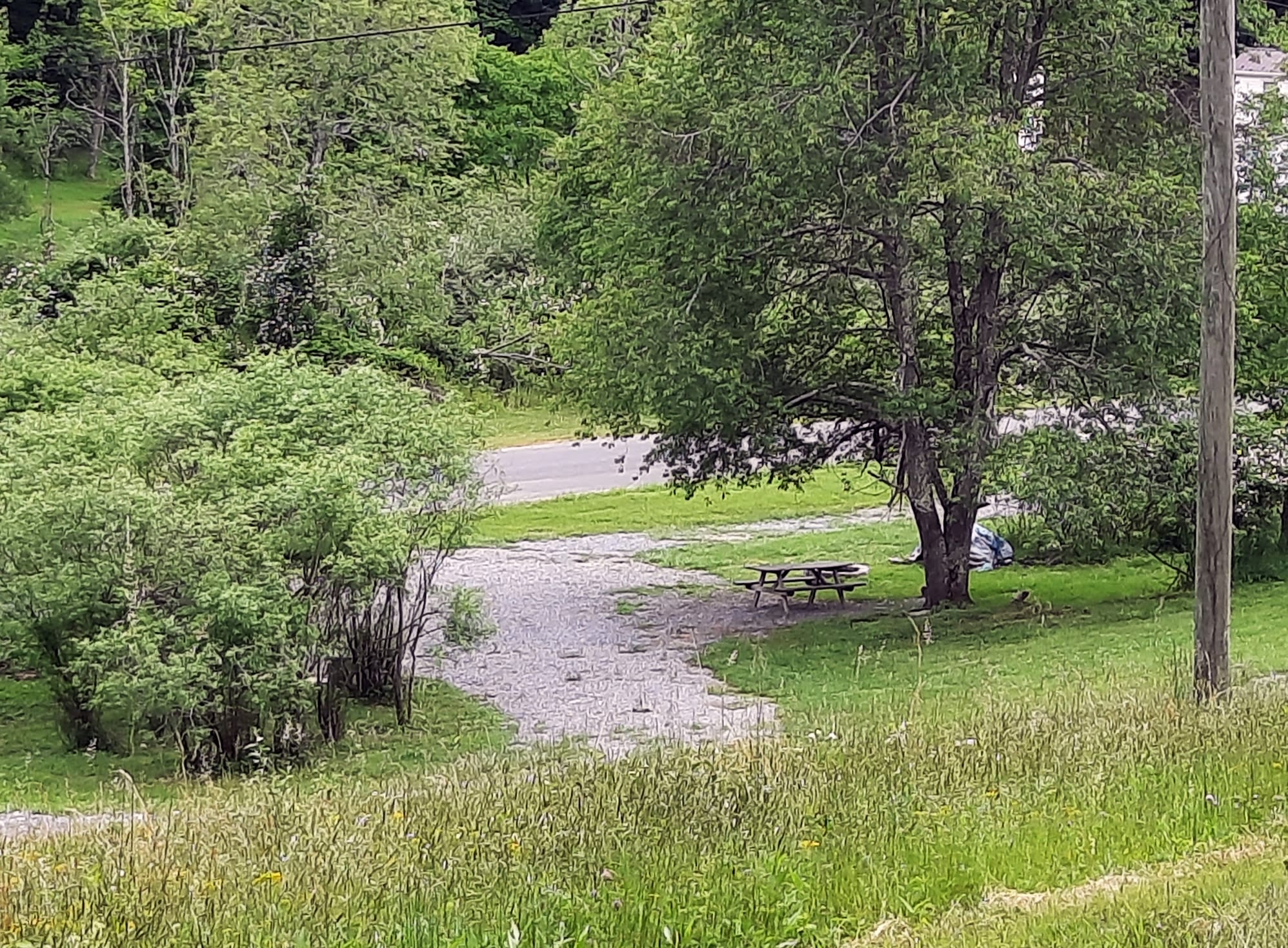 Camp under the shade of a Wild Cherry Tree