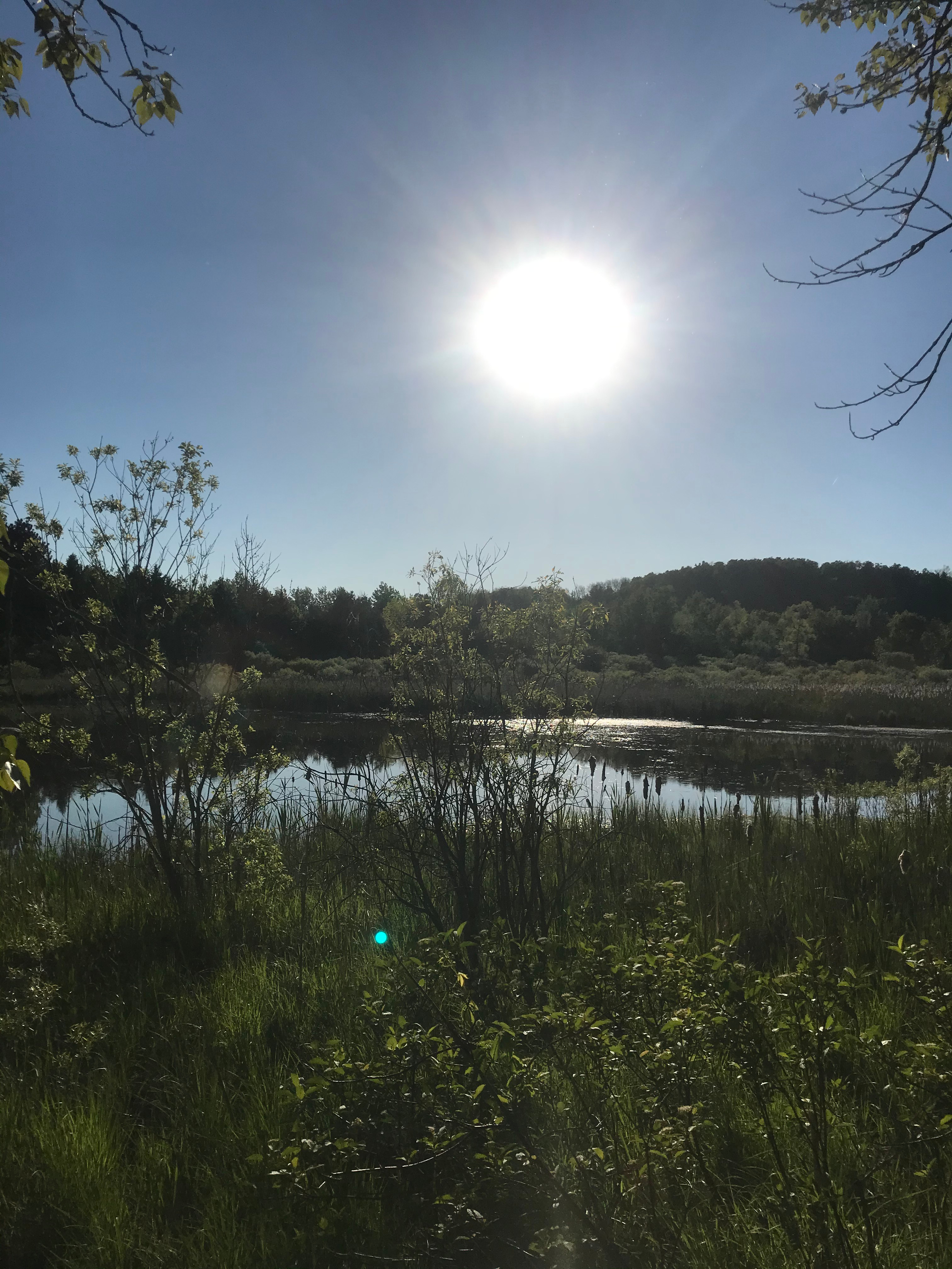Silver Marsh/Pond view from site
