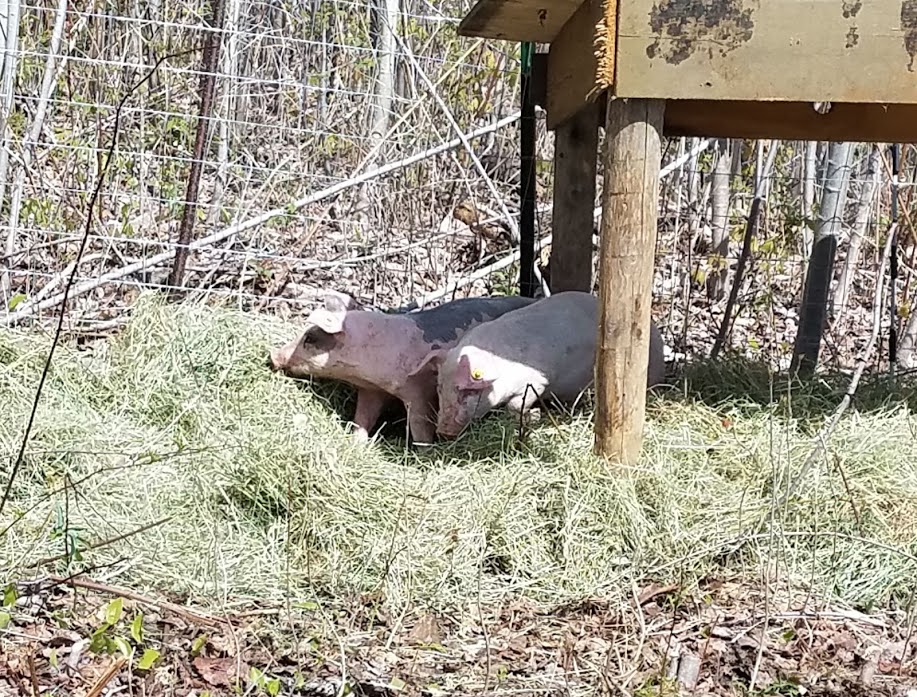 Wildflower Farm